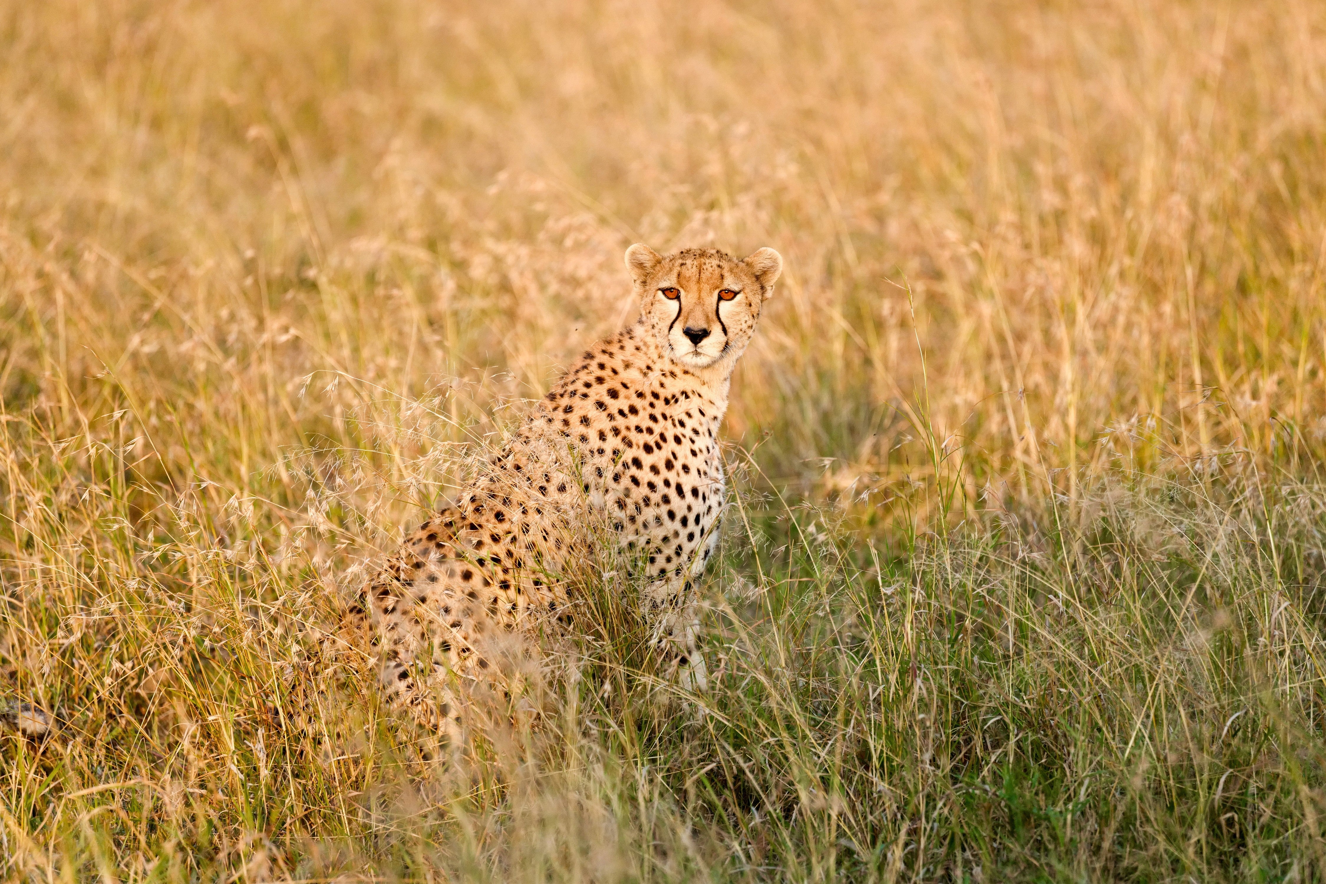 Animals in the Wild: Patient Portraits from Seven Continents