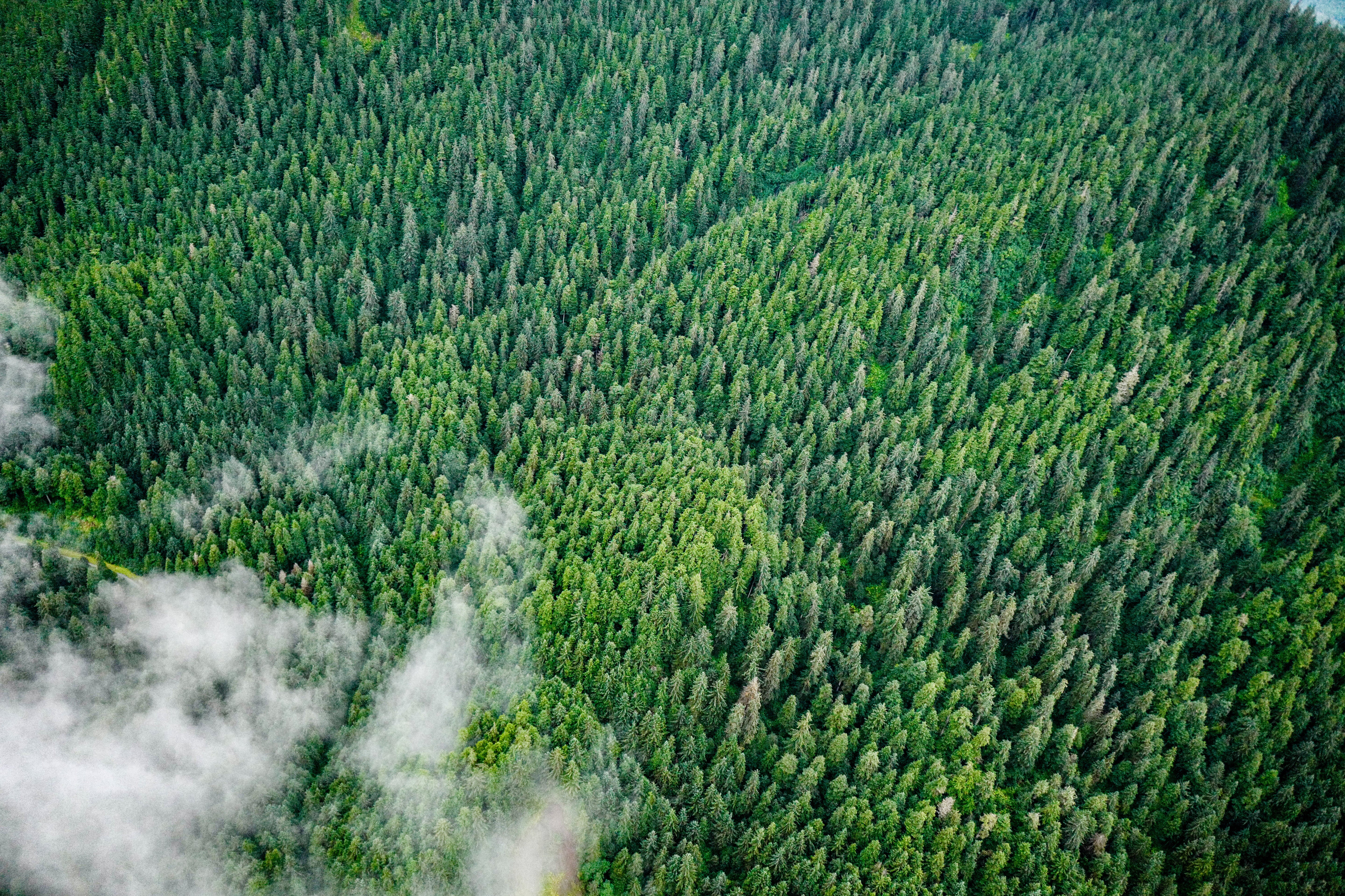 Aerial Pine Forest in Mist - Green Landscape Photography