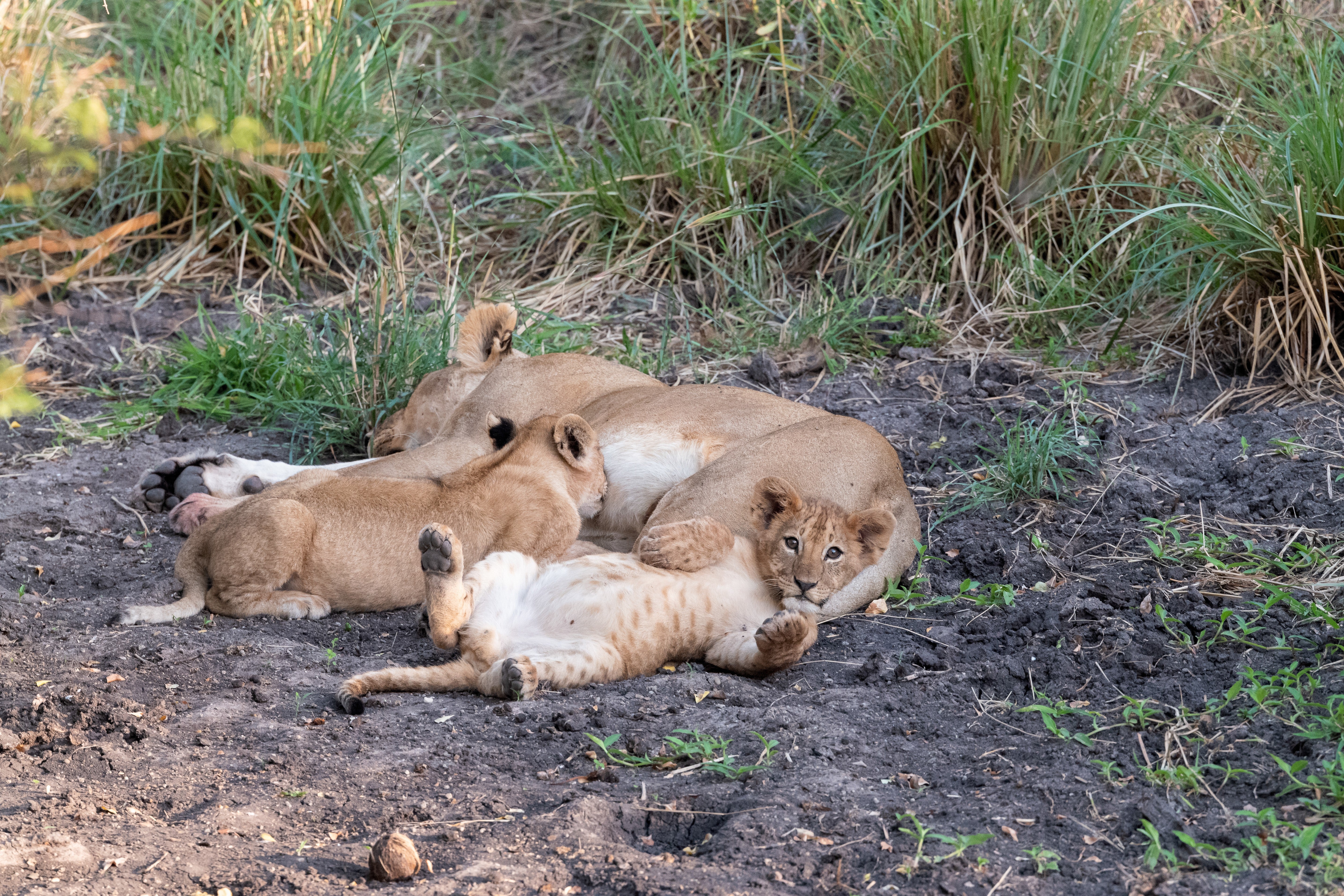 African Lion Cubs at Play - Serengeti Wildlife Photography