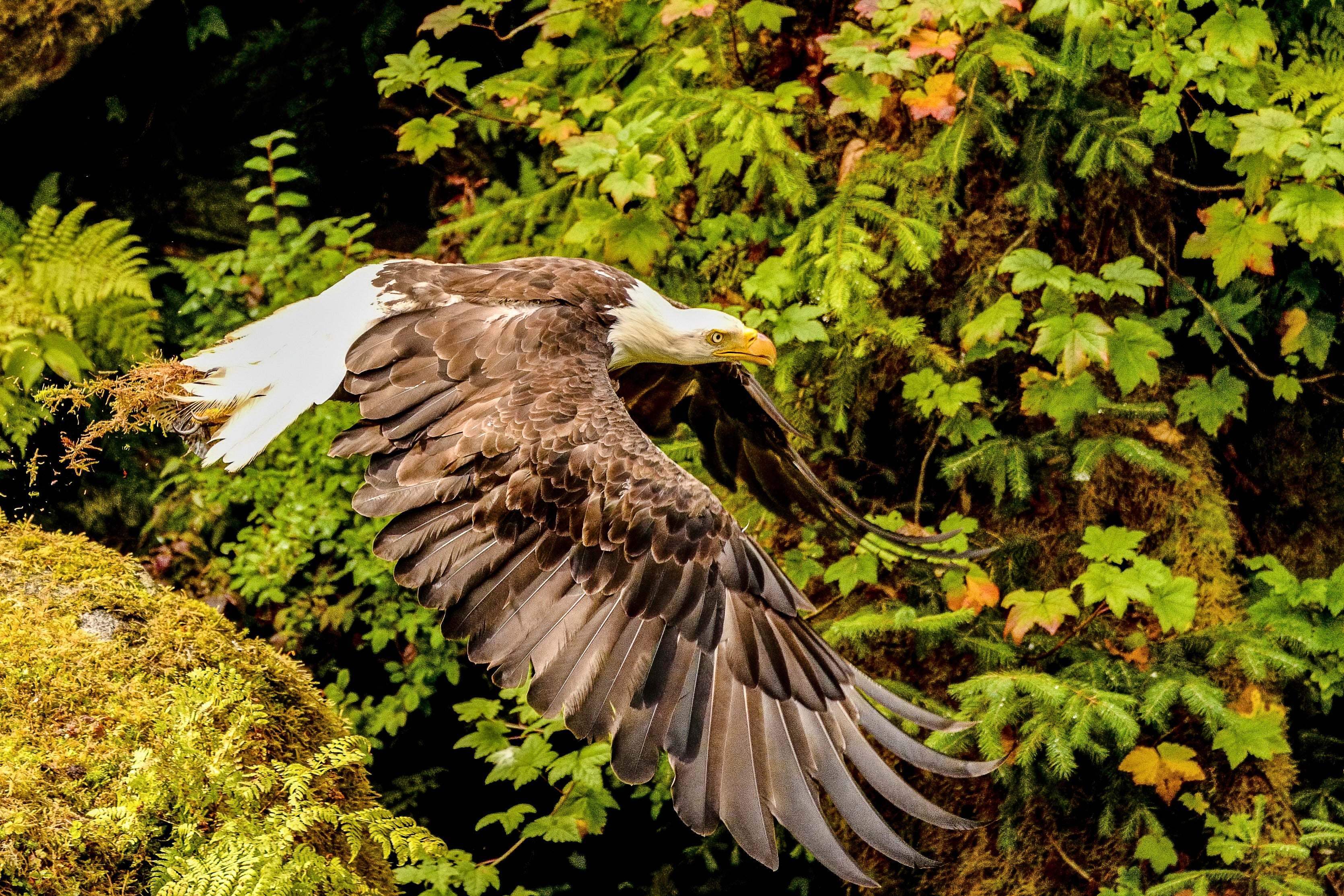 Bald Eagle in Flight - Alaska Wildlife Photography