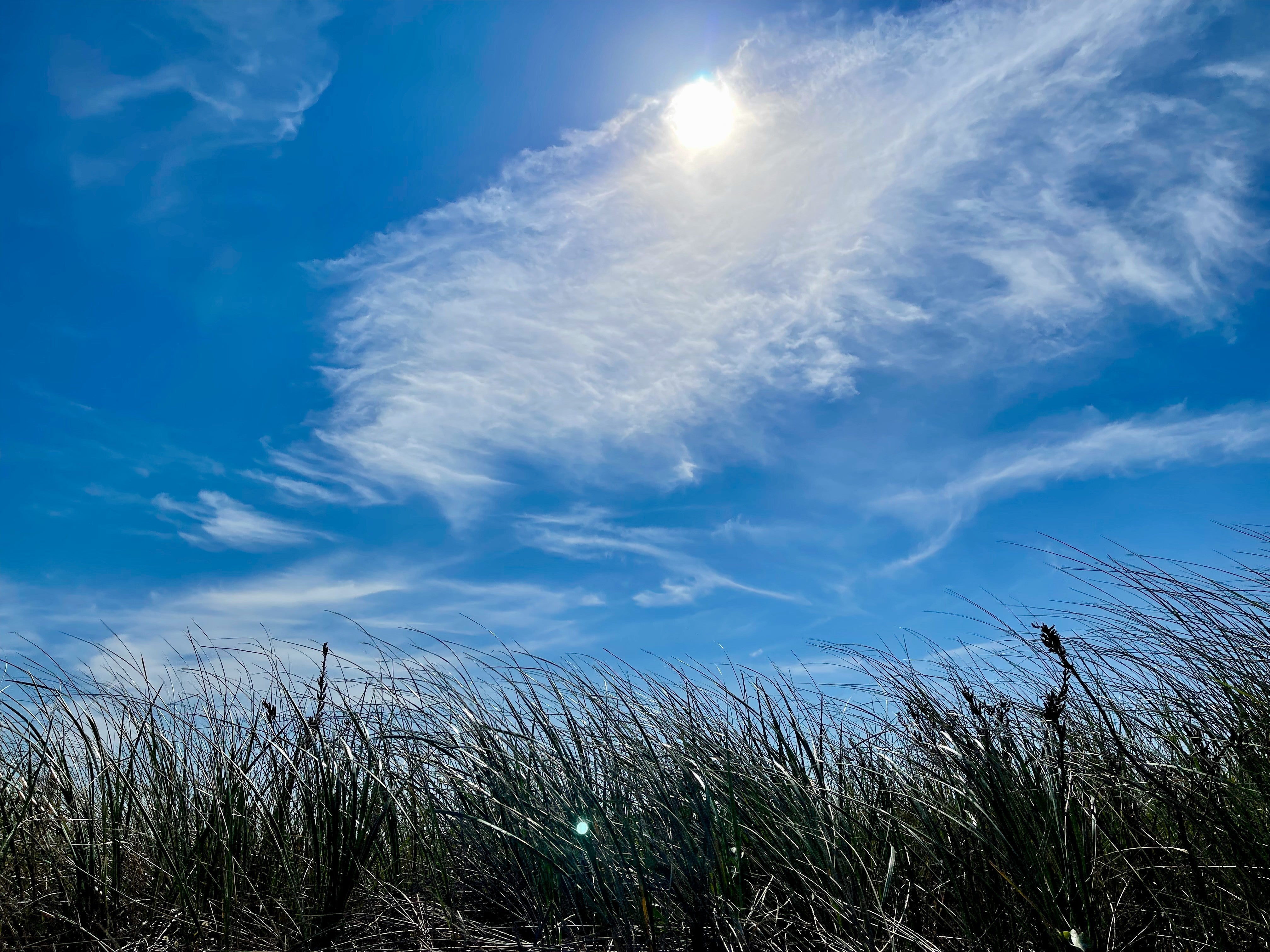Beach Dune Grass - Sunlit Coastal Photography