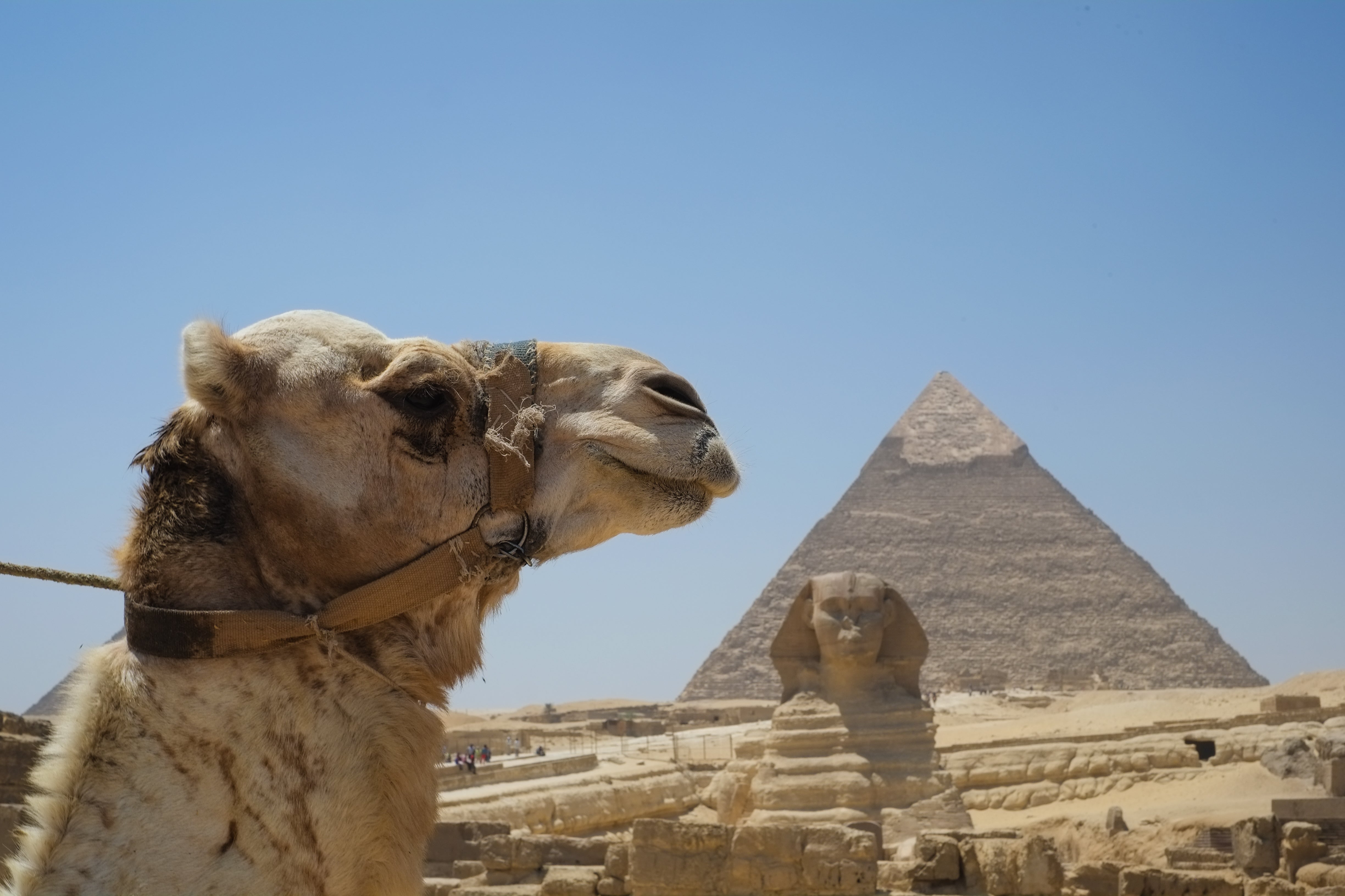 Camel, Sphinx and Pyramid - Giza Egypt Travel Photography