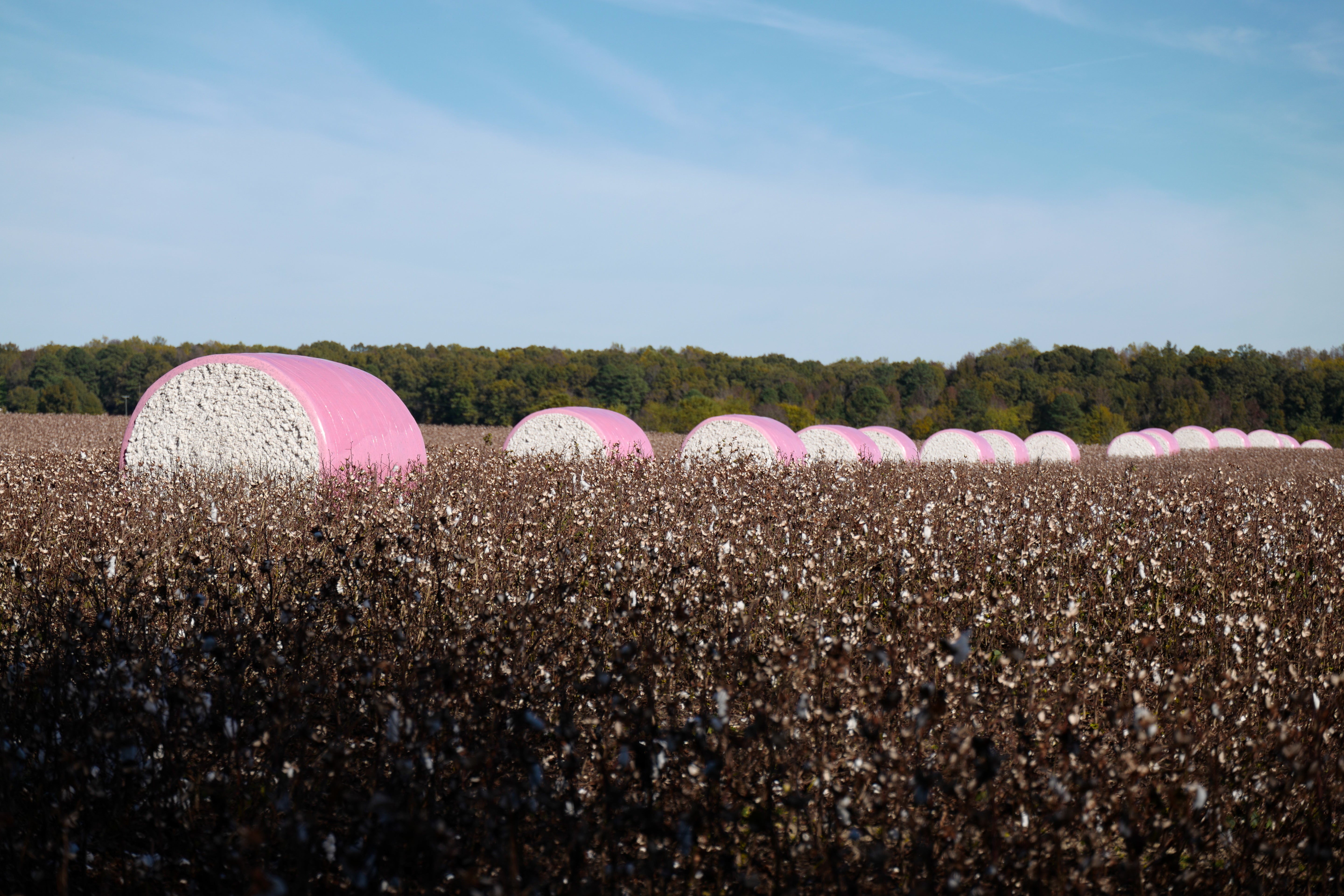 Pink Cotton Bales - Virginia Harvest Rural Photography