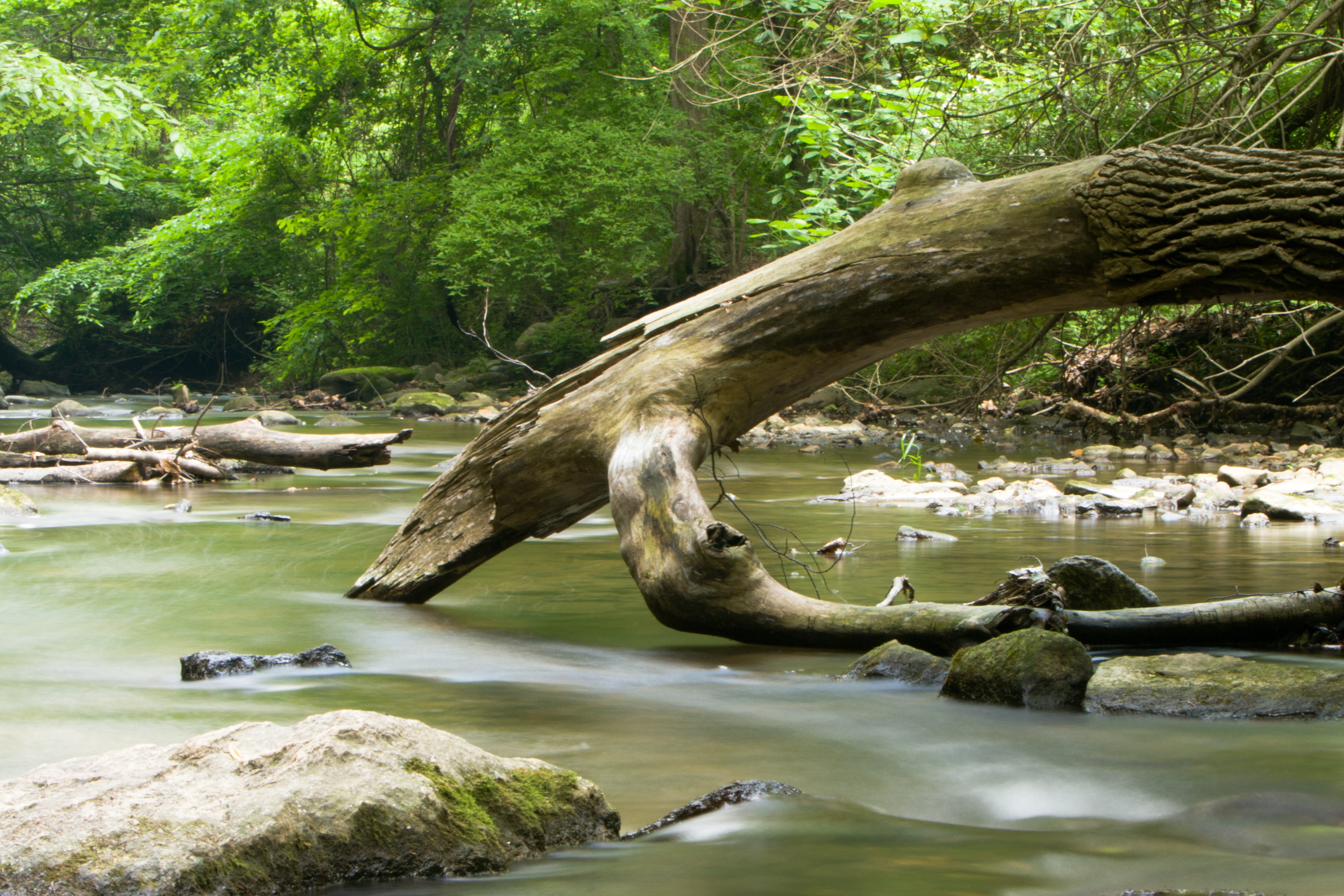 Fallen Tree Over a Forest Stream - Woodland Nature Photography