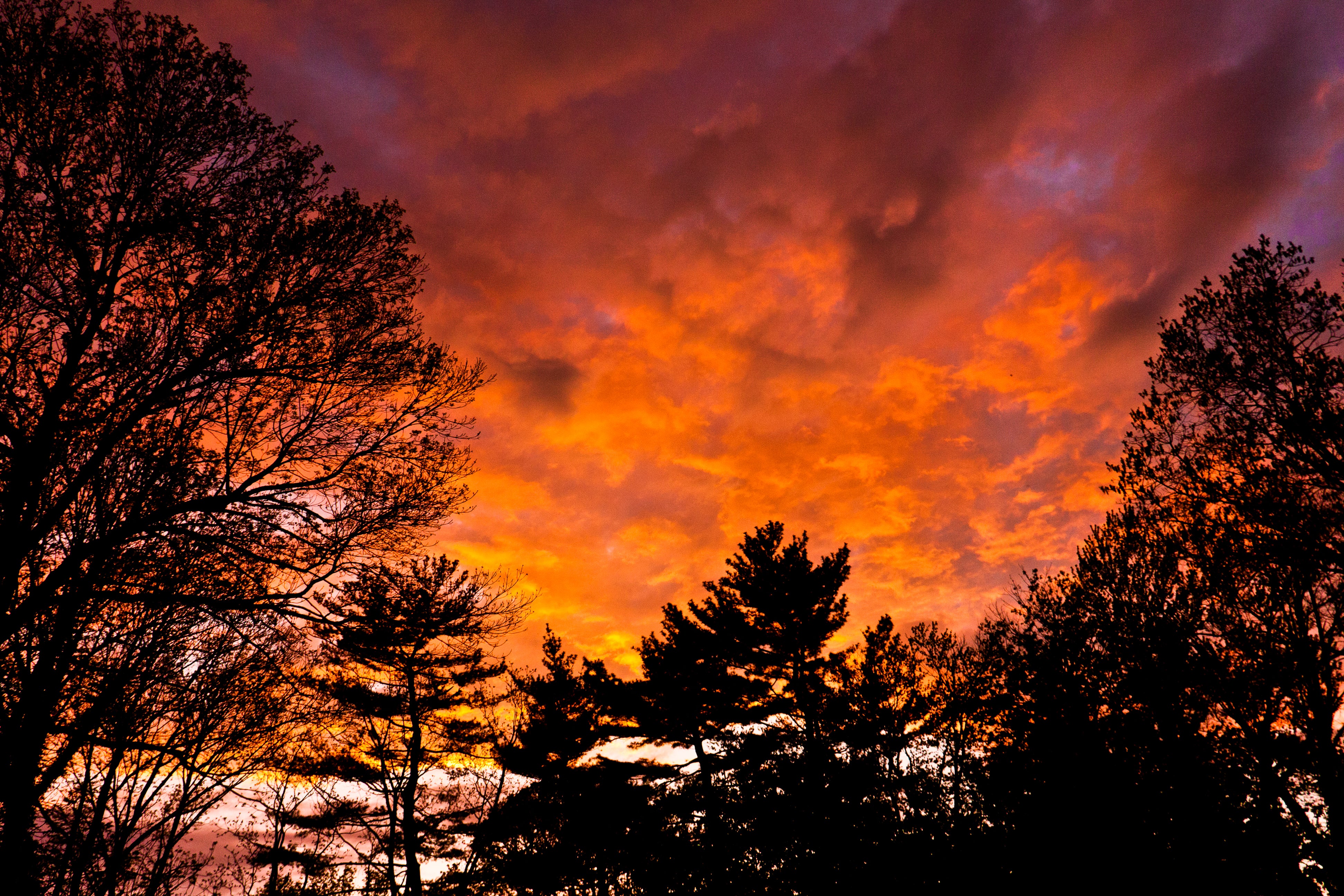 Tree Silhouettes at Sunset - Dramatic Sky Landscape Photography