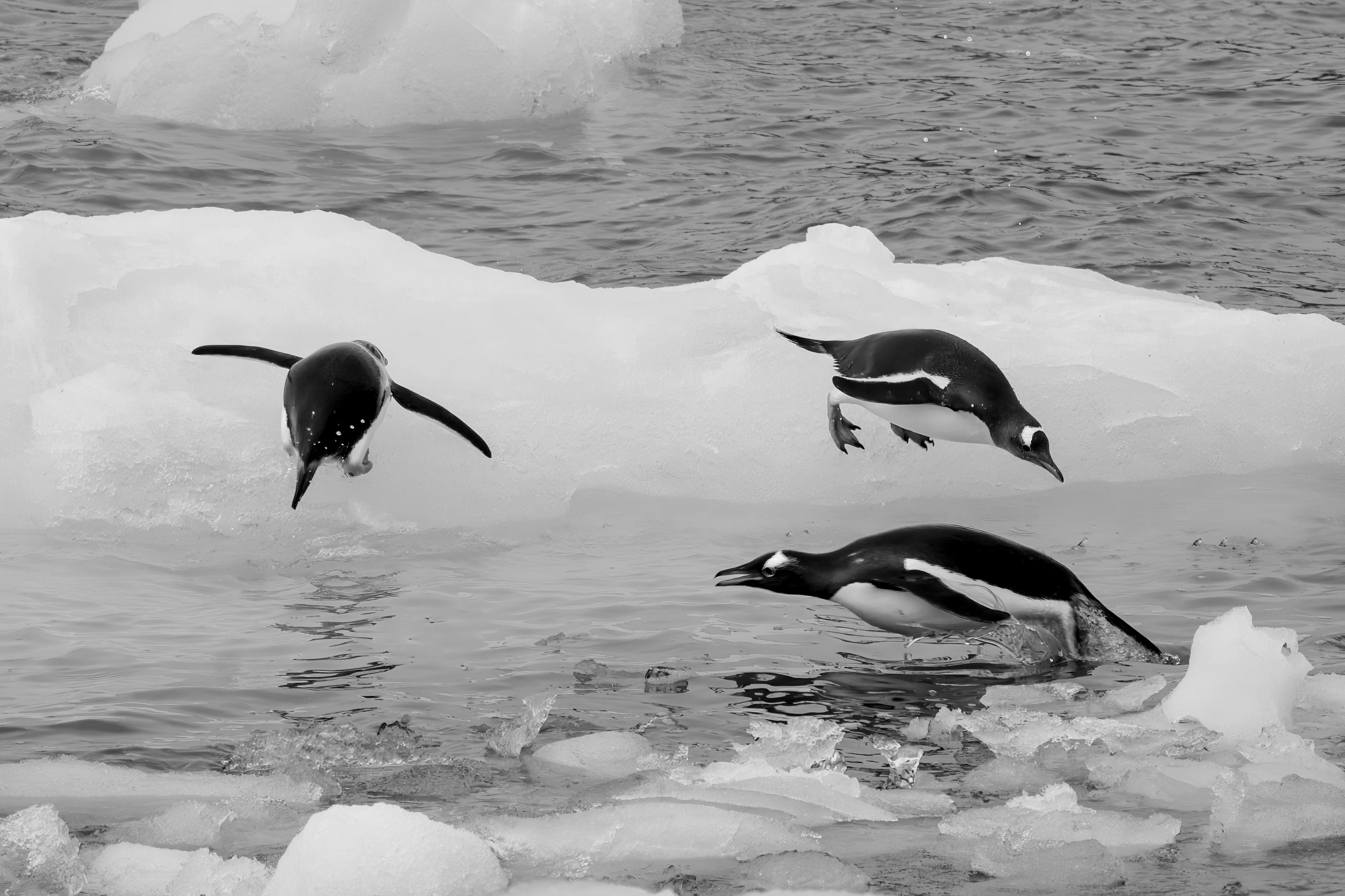Gentoo Penguins Leaping an Iceberg - Antarctic Black and White Wildlife Photography