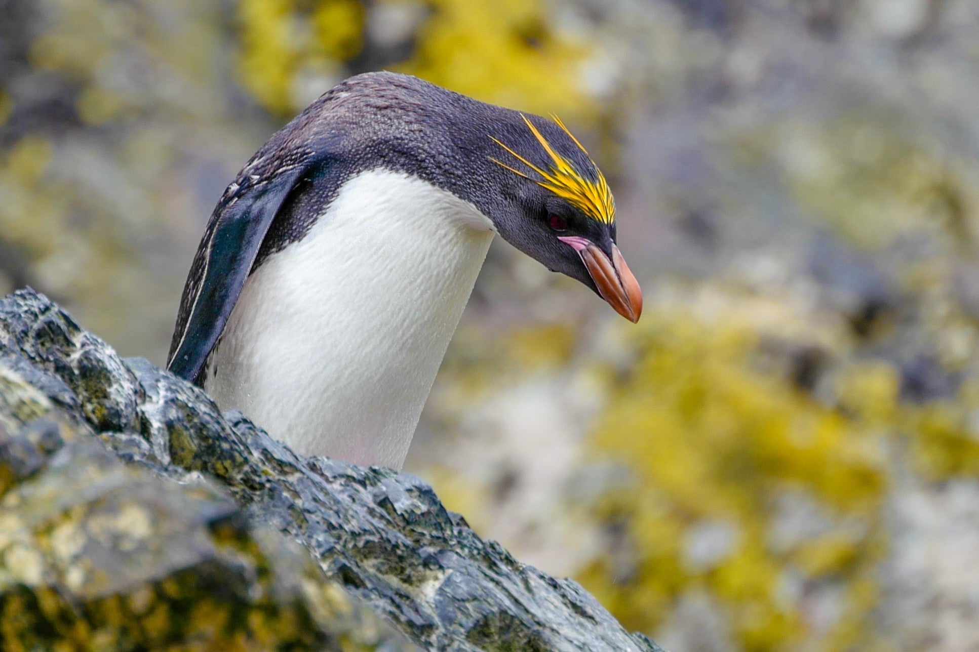 Macaroni Penguin - South Georgia Wildlife Photography