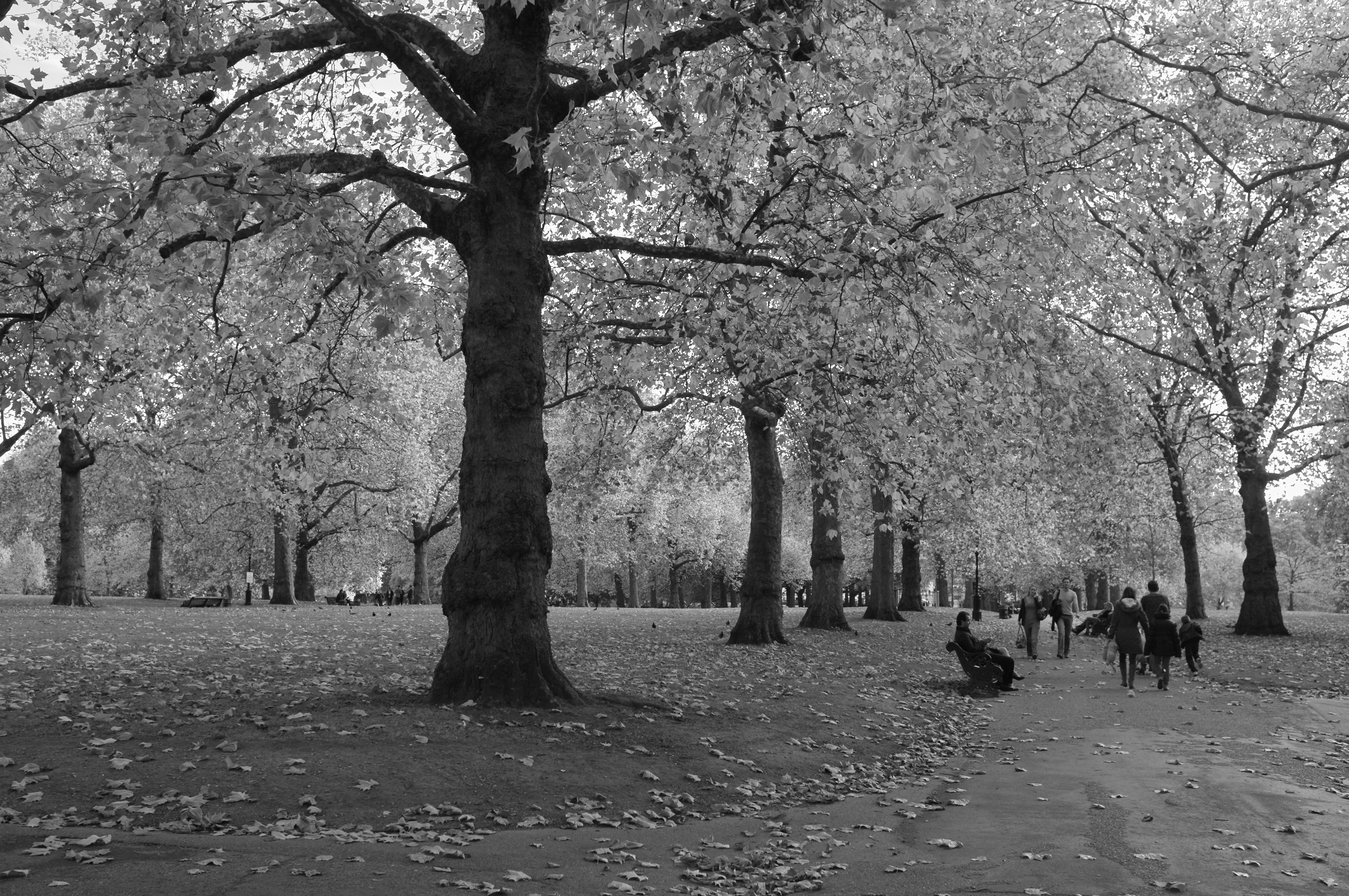 Green Park in Autumn - London Black and White Photography