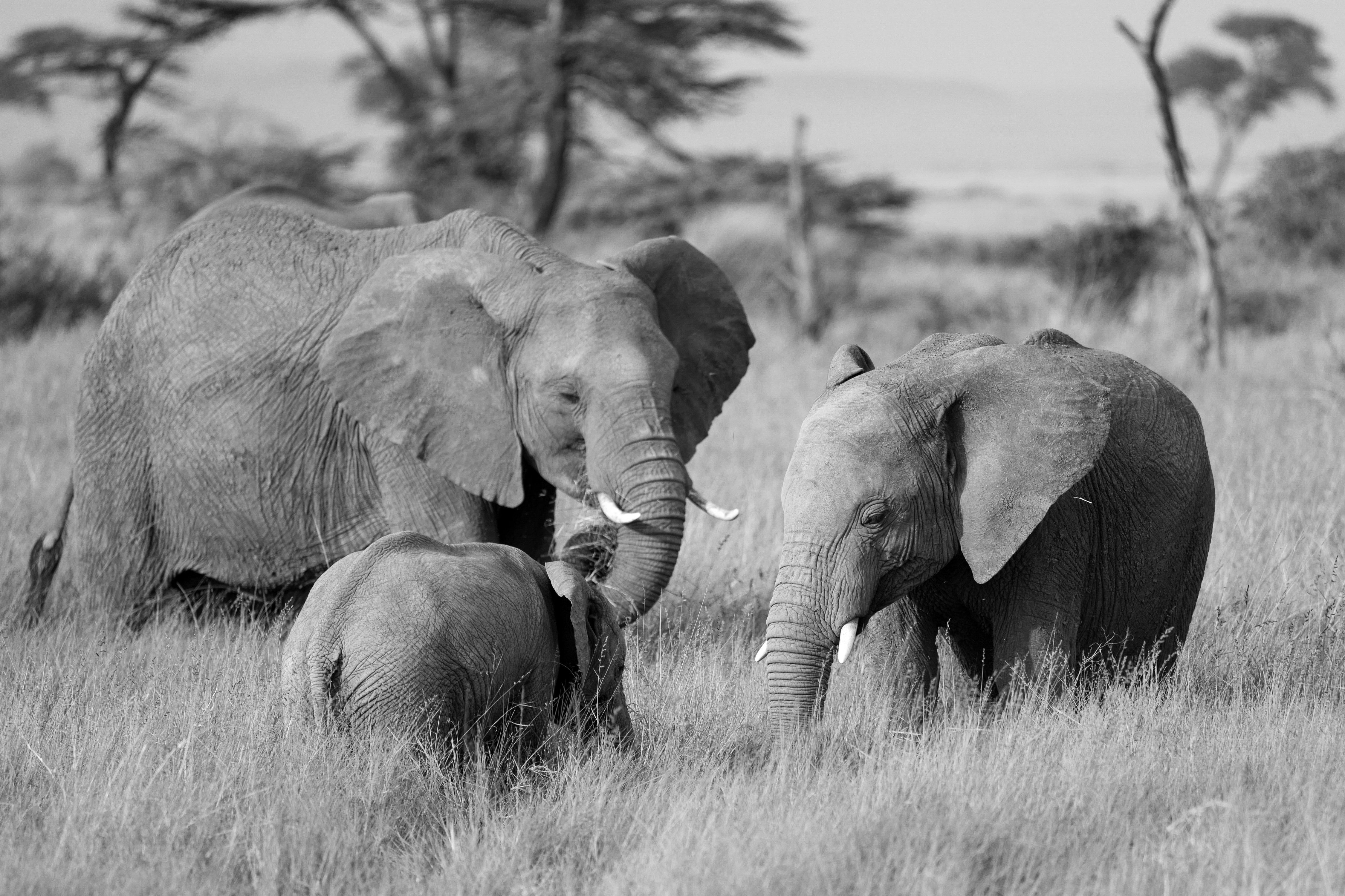 Elephant Family - African Safari Wildlife Photography