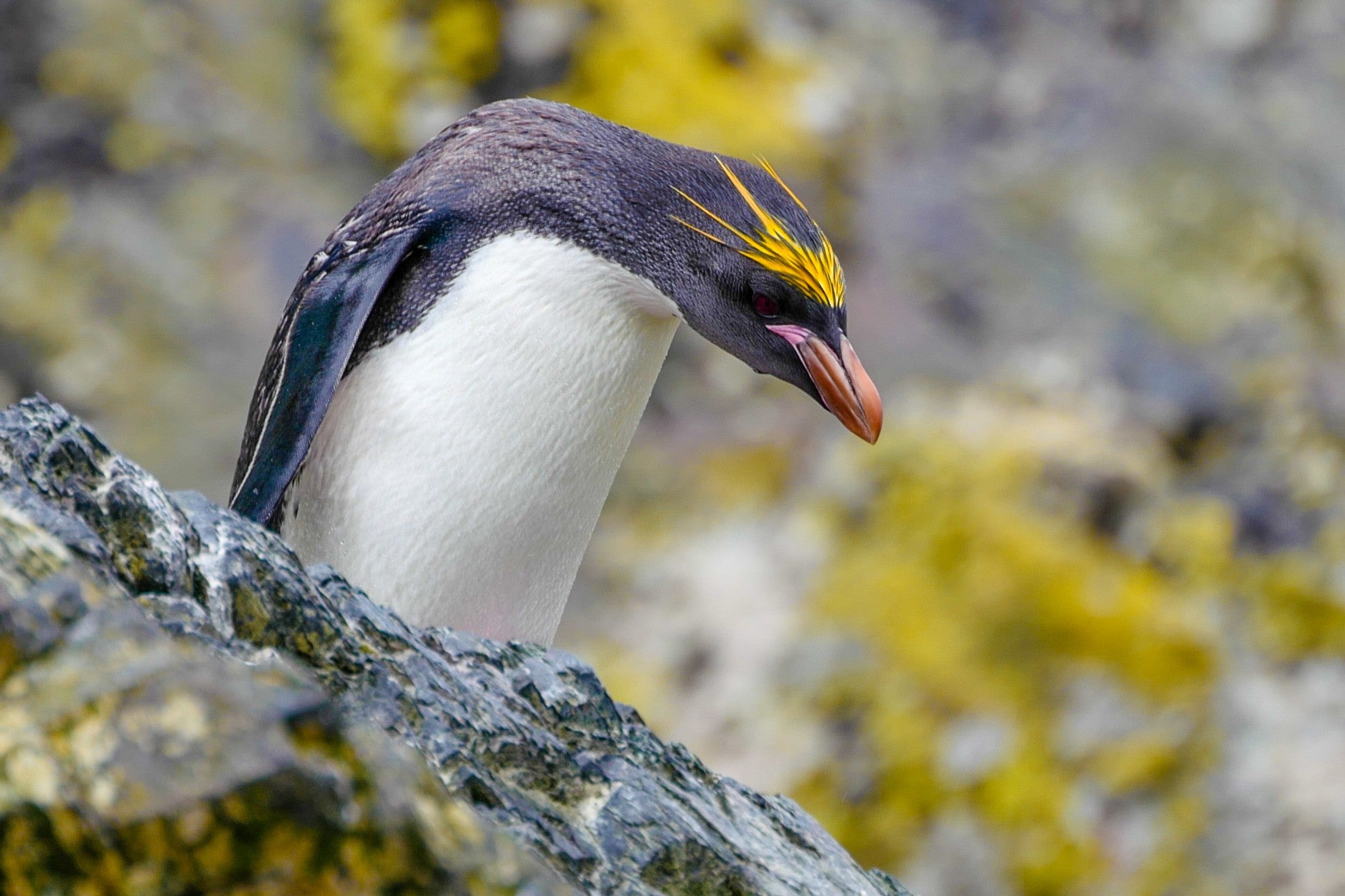 Golden Crest Macaroni Penguin on South Georgia