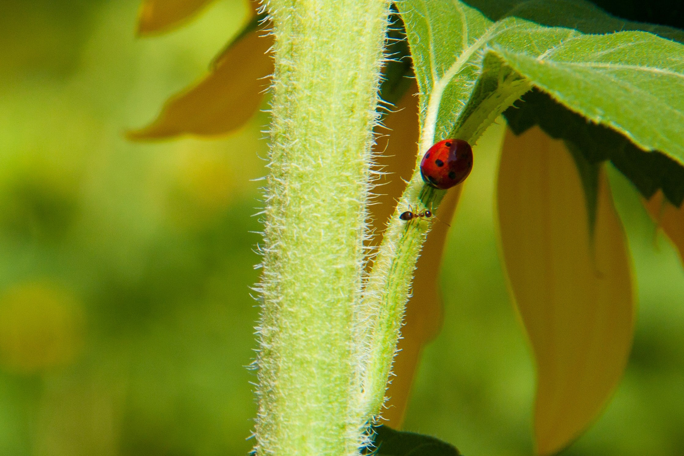 Little Red Ladybug on a Sunflower Stem