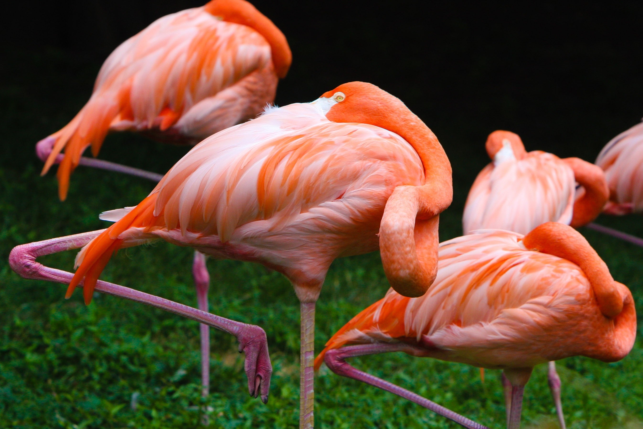 Pink Hour Flamingos at Rest