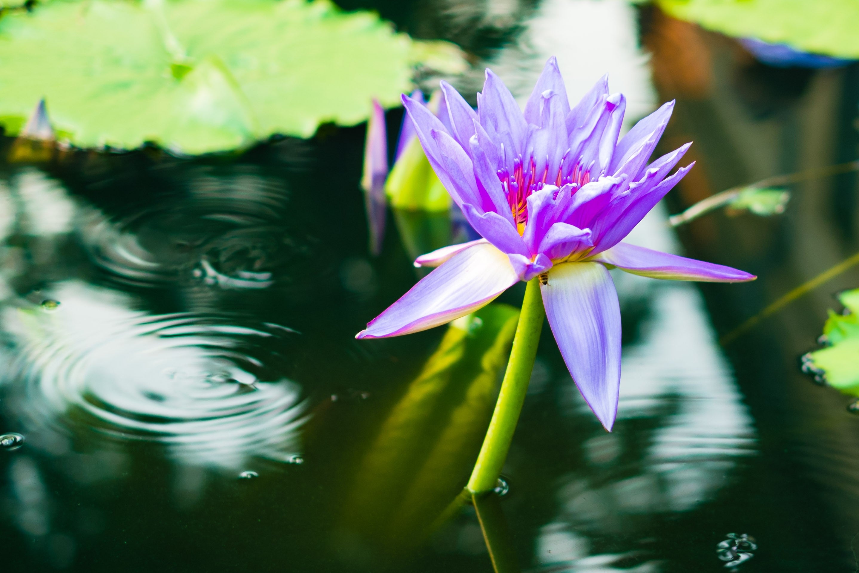 Purple Garden Flowers - Botanical Close-Up Photography