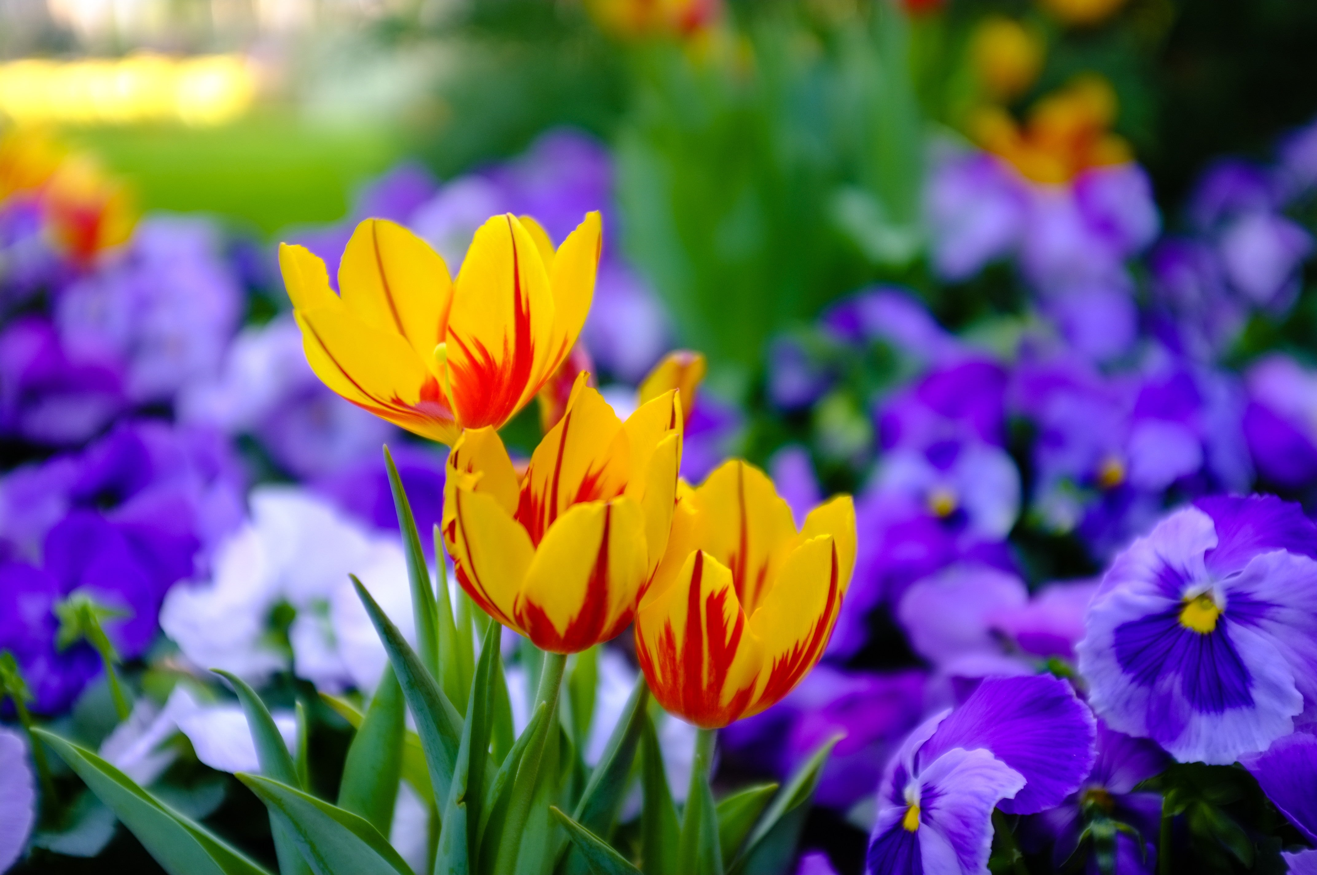 Spring Tulips - Colorful Dutch Flower Photography
