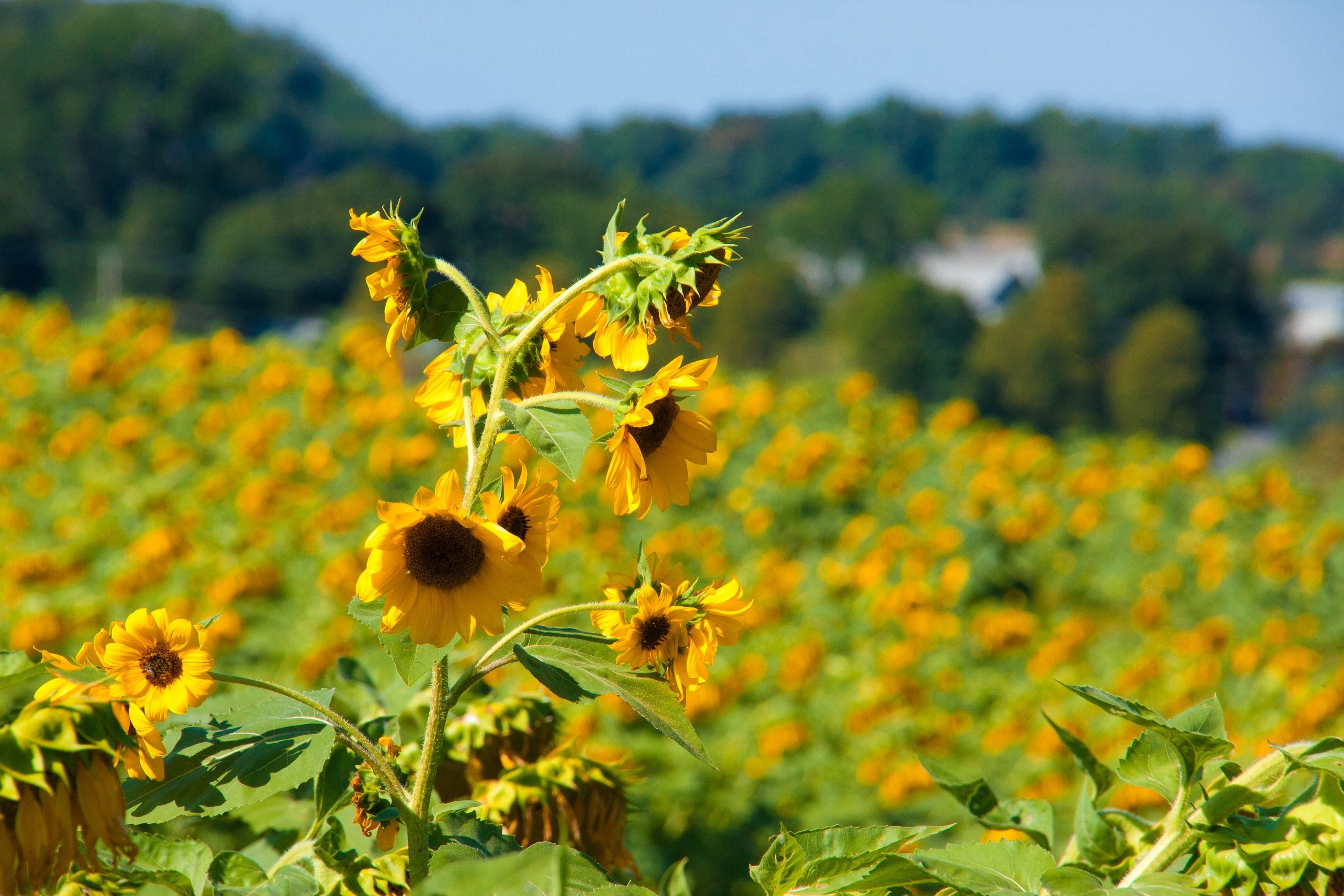 Standing Tall Sunflower Field in Late Summer