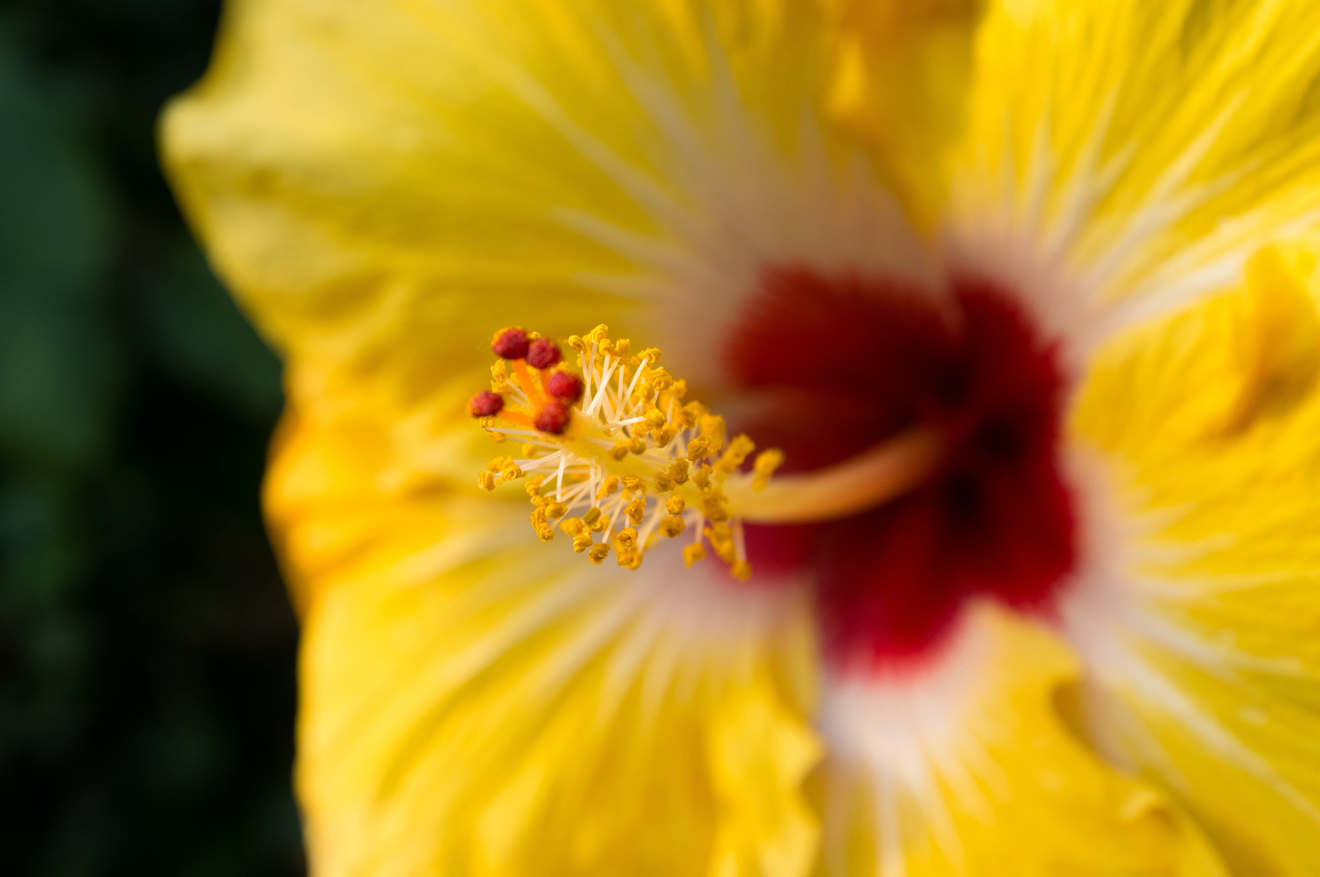 Yellow Hibiscus Bloom - Sunny Tropical Flower Photography