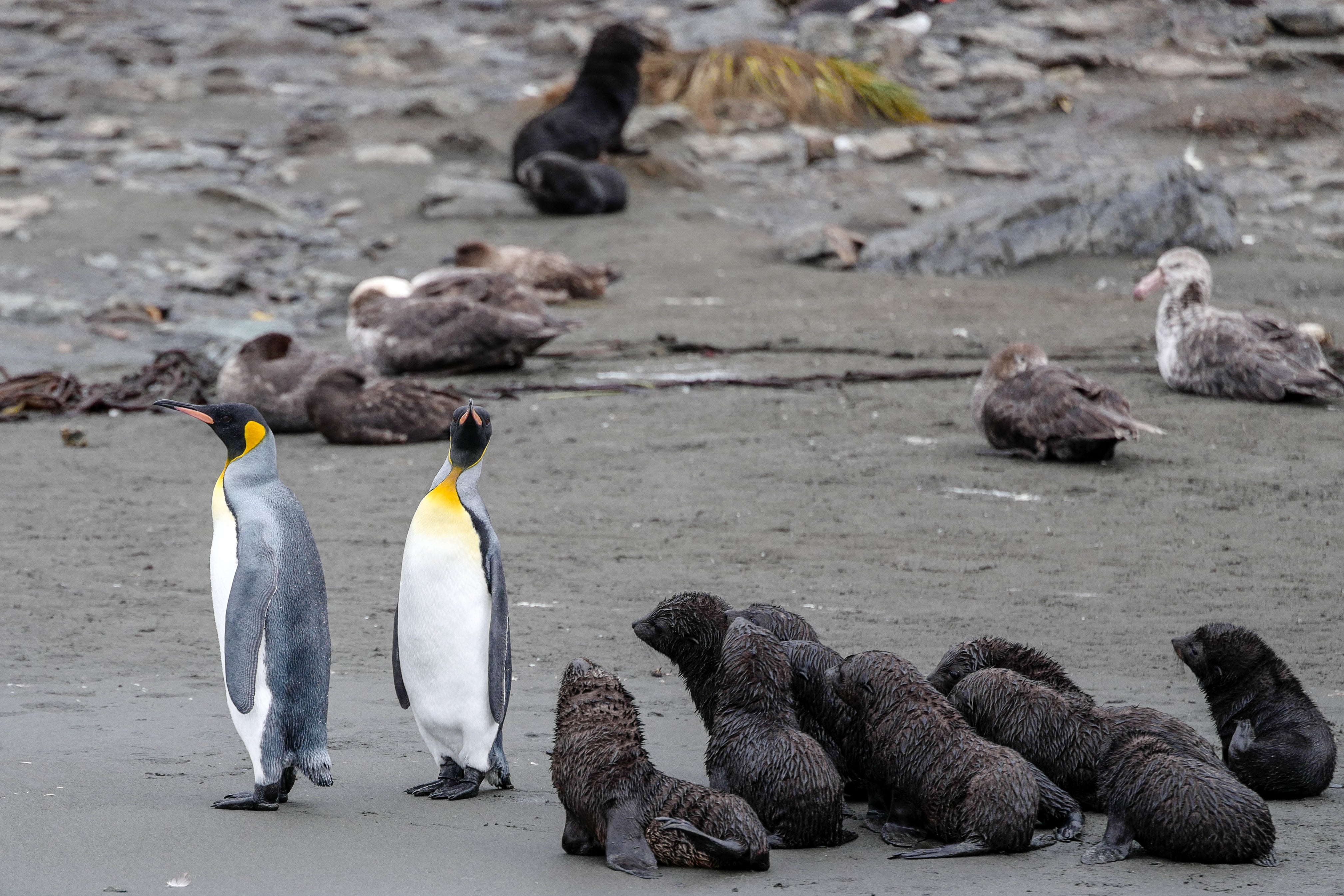 King Penguins and Fur Seal Pups - South Georgia Wildlife Photography