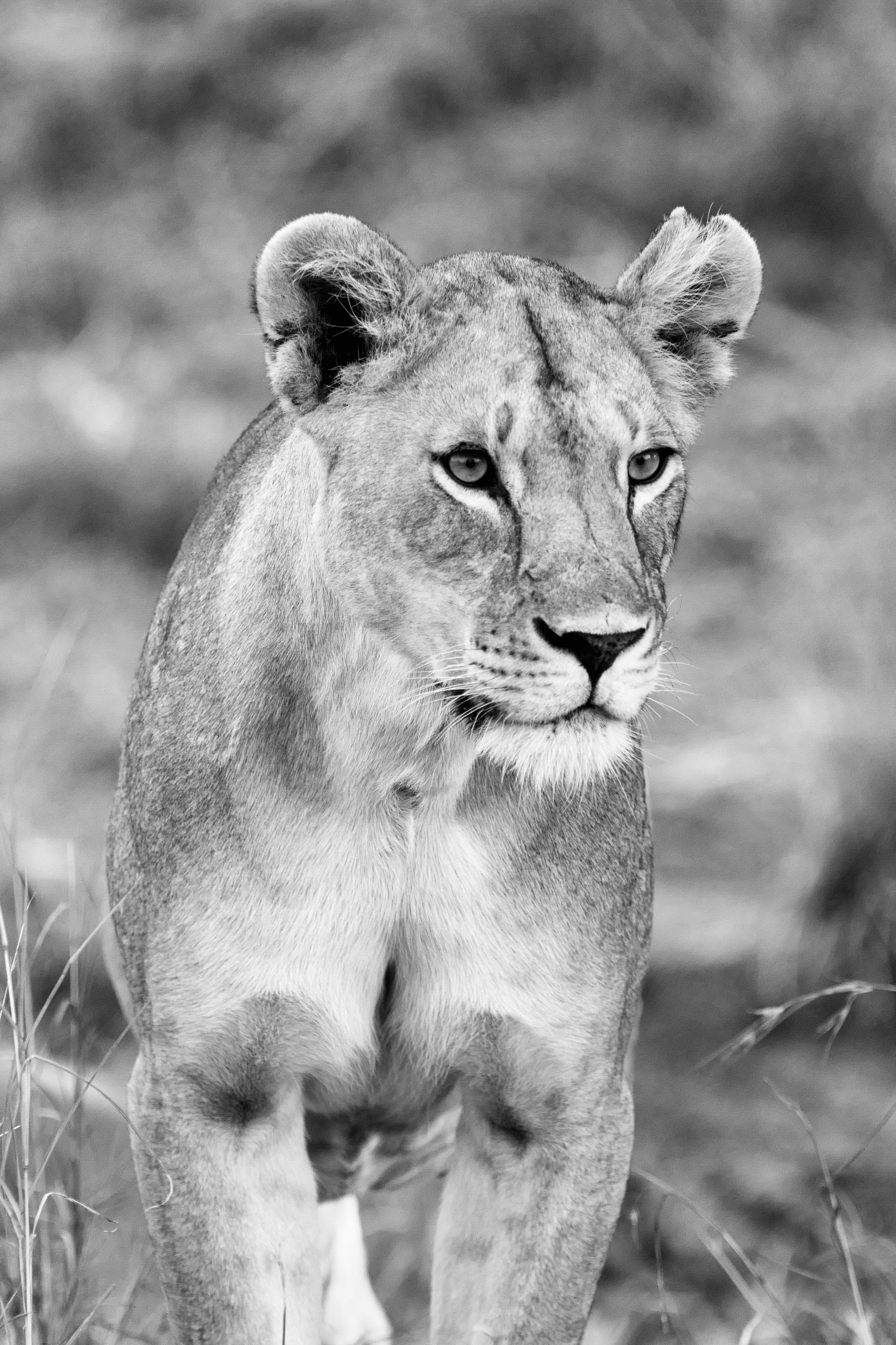 Lioness Portrait Vertical - Monochrome Wildlife Photography