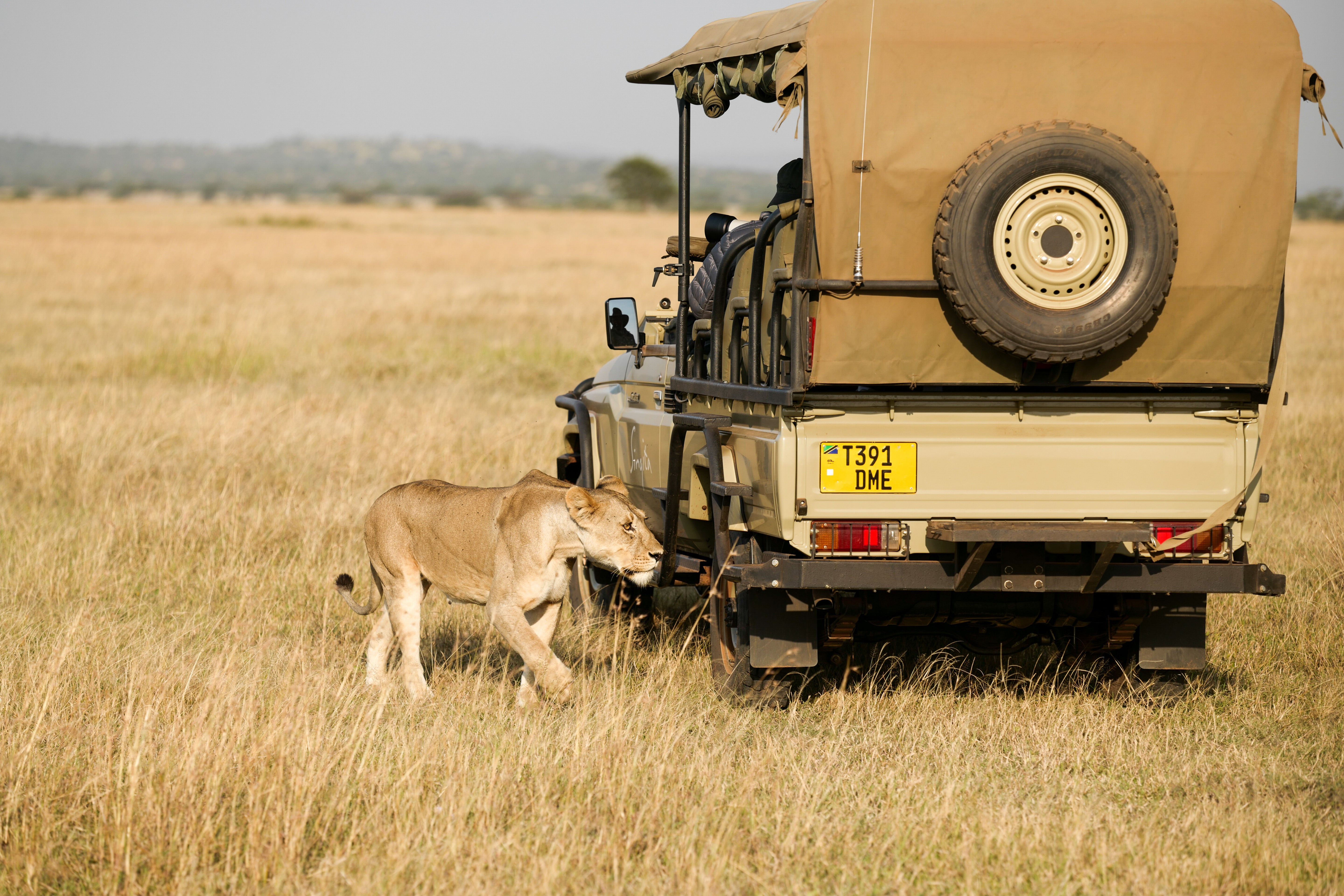 Lioness Beside a Safari Vehicle - Serengeti Wildlife Photography