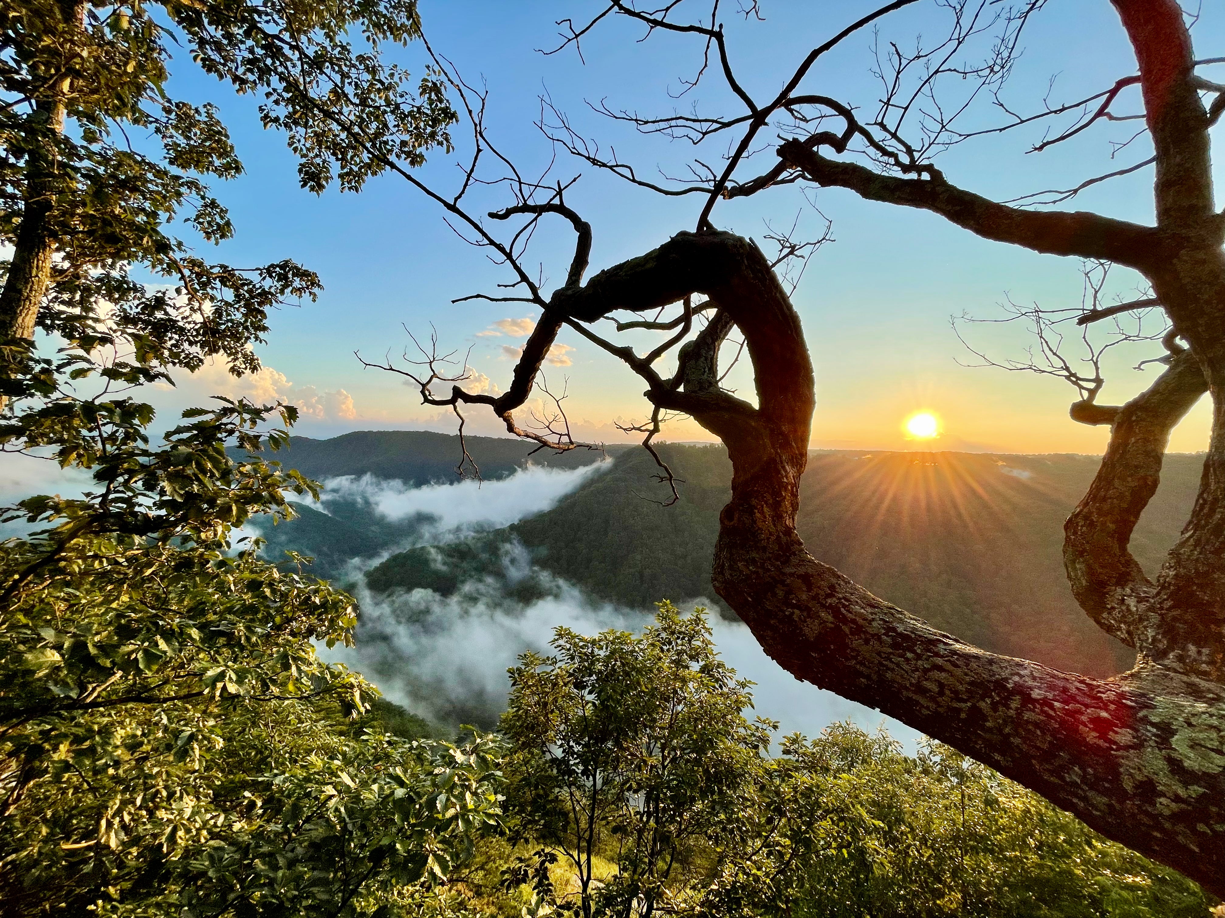 Twisted Tree at Sunrise - Mountain Fog Landscape Photography