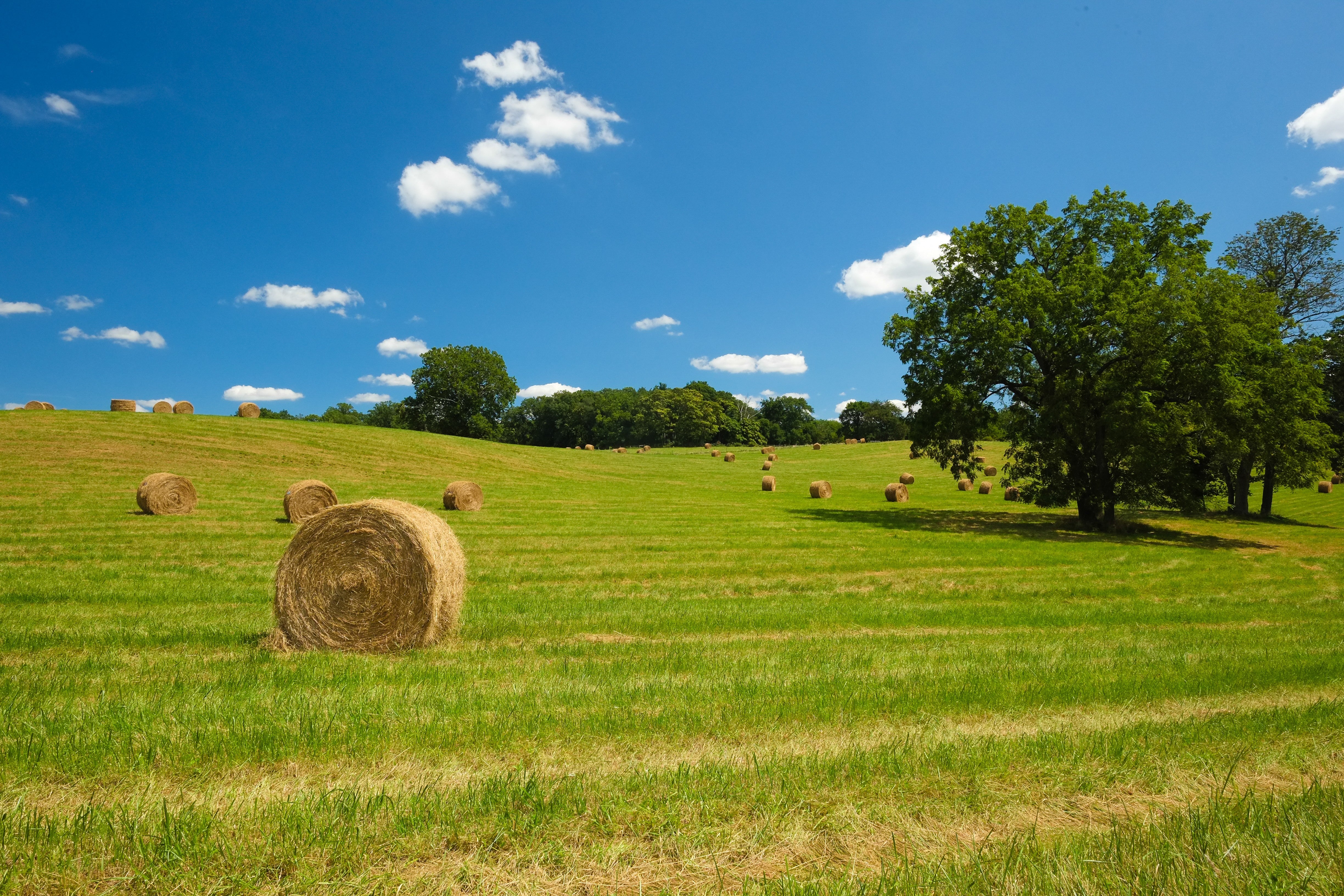 Pastoral Green Field with Hay Bale - Rural Countryside Photography
