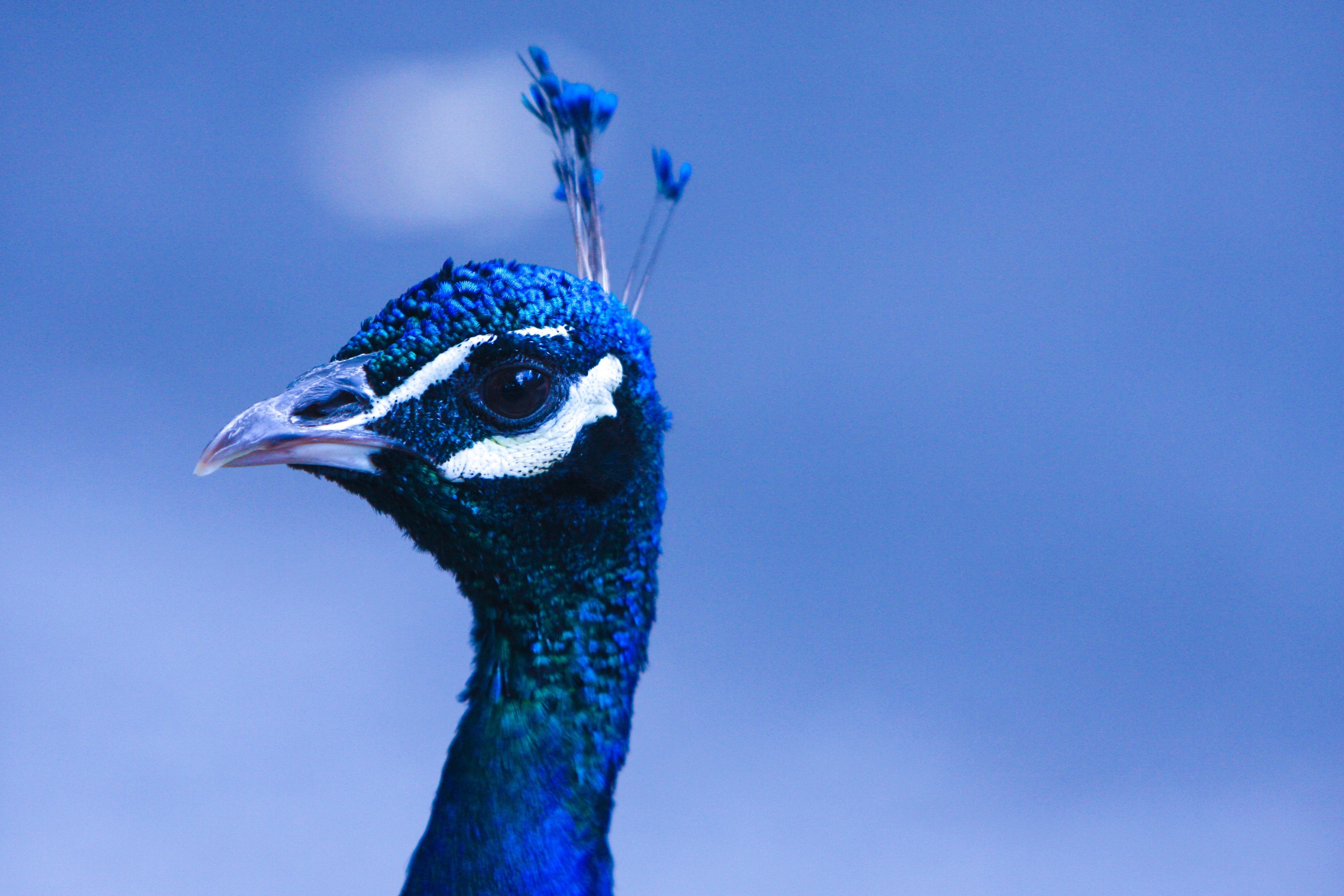 Peacock Portrait - Vivid Blue Feather Photography