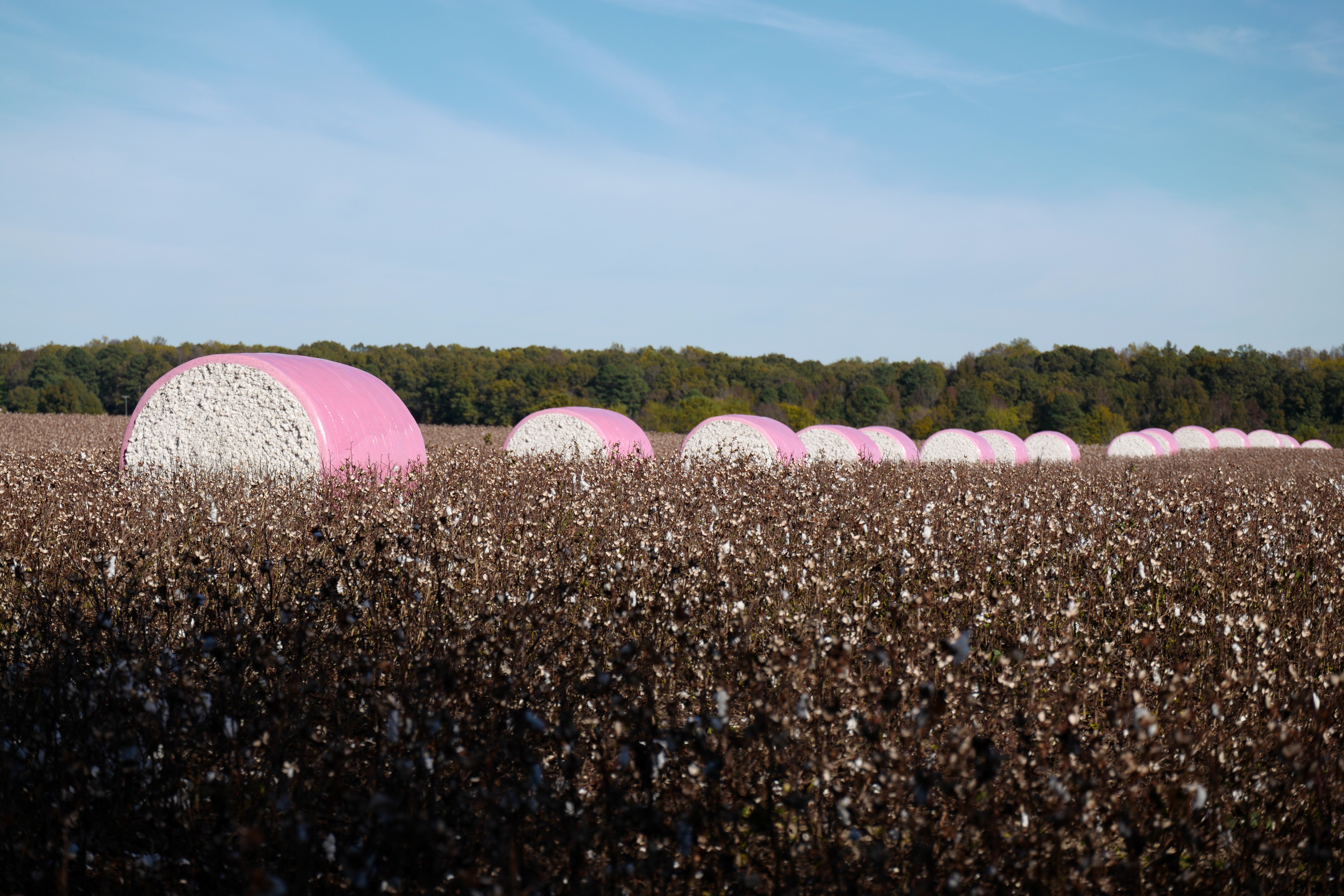 Pink rolls cotton harvest Virginia