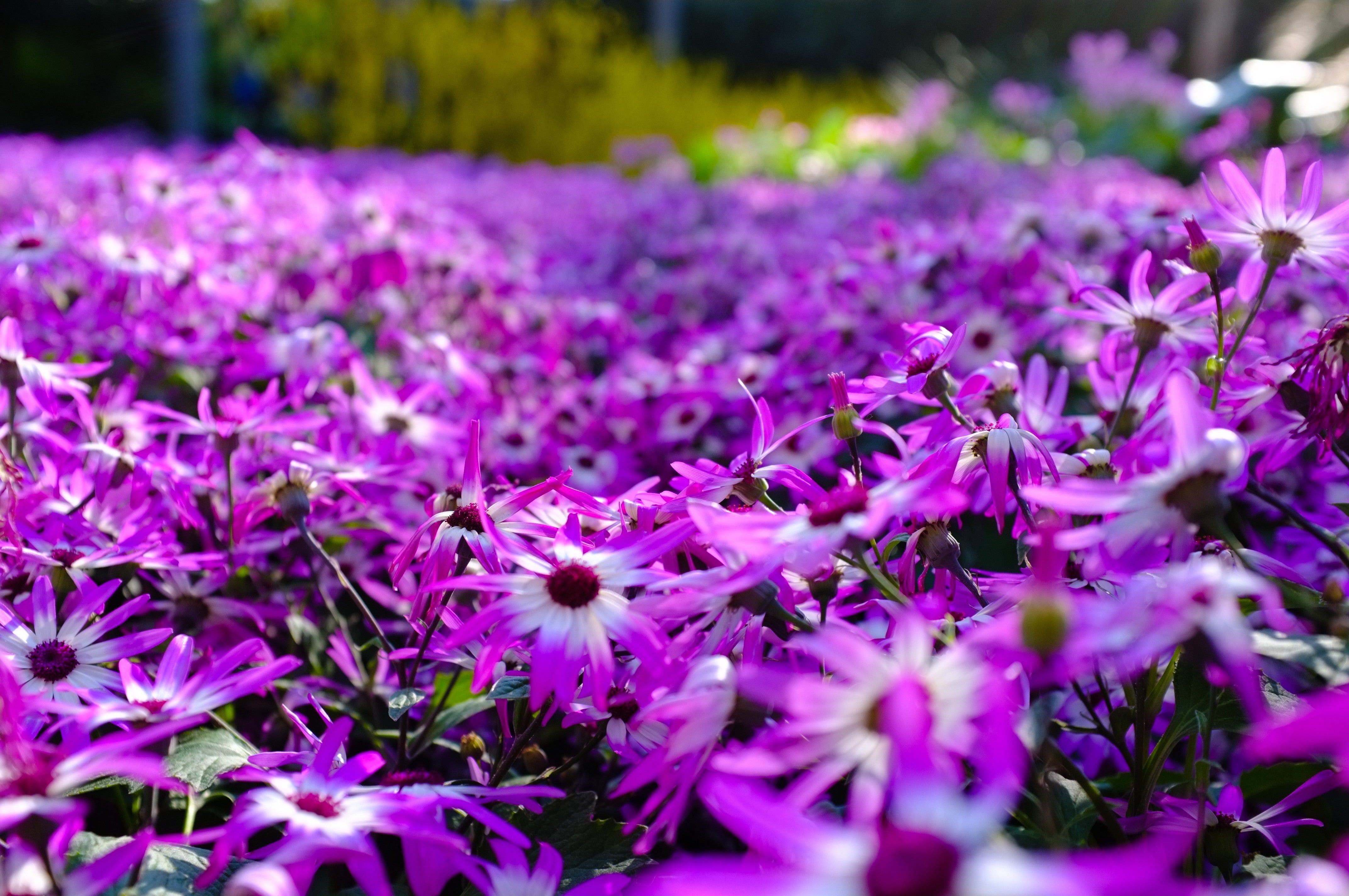 Cineraria in Bloom - Purple Botanical Photography
