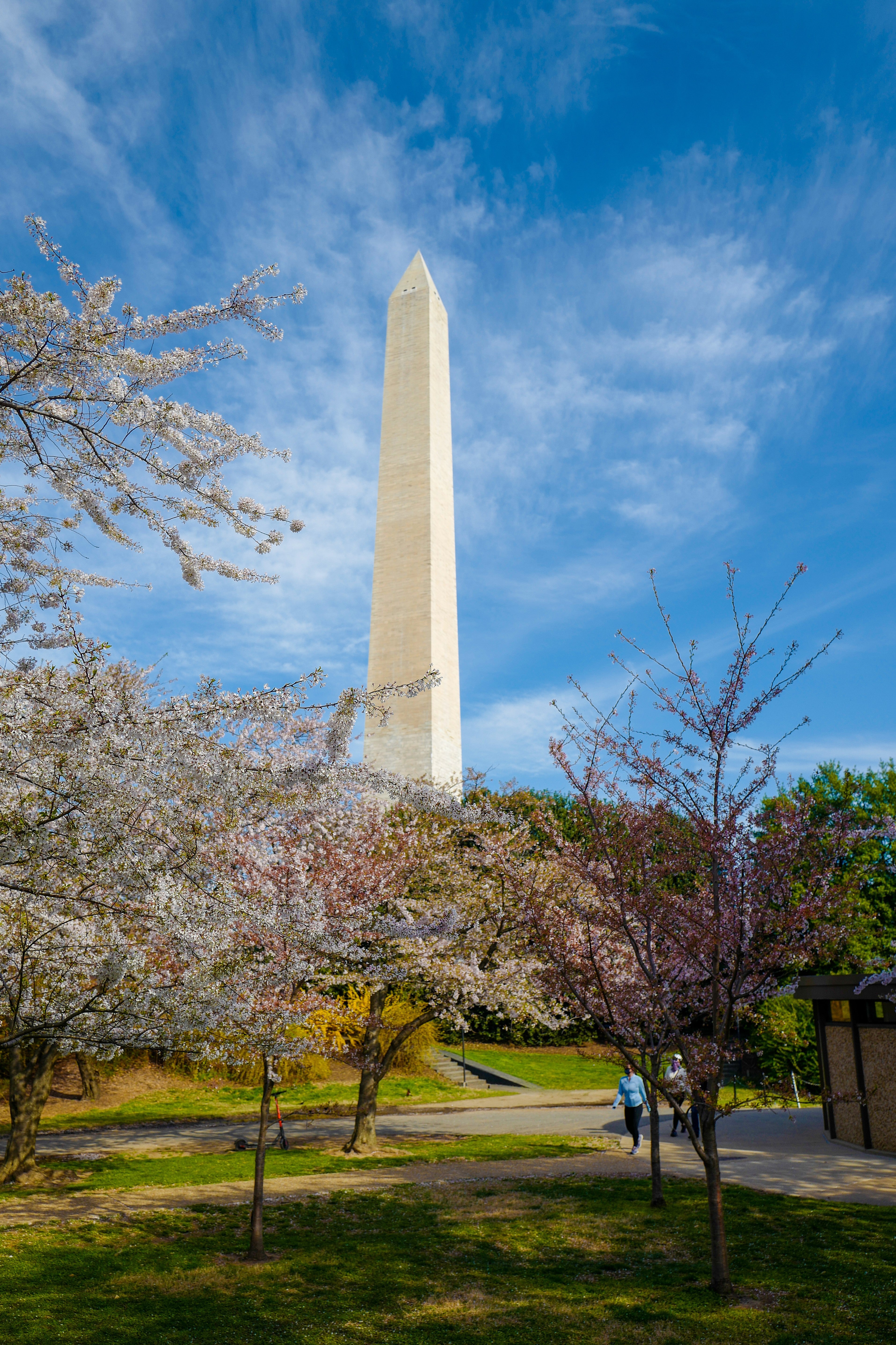 Cherry Blossoms and the Washington Monument - Spring DC Photography