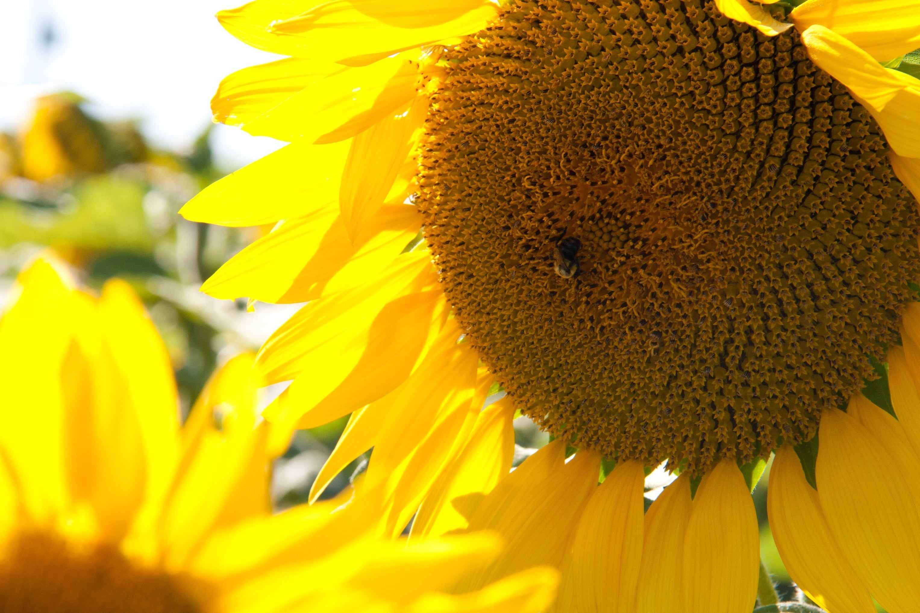Sunflower with Bee - Macro Nature Photography
