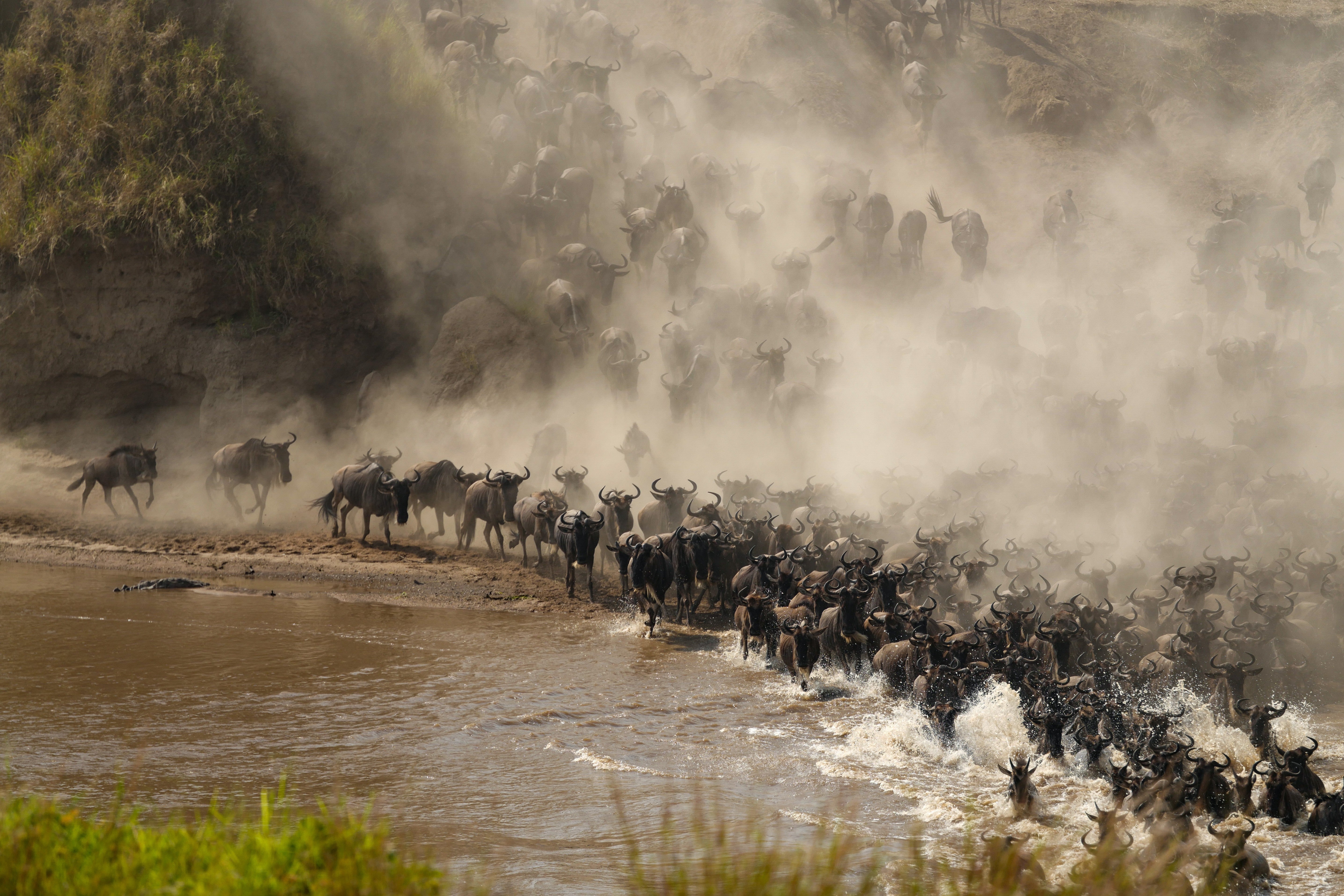 The Great Migration at Mara River - Wildebeest Crossing Africa