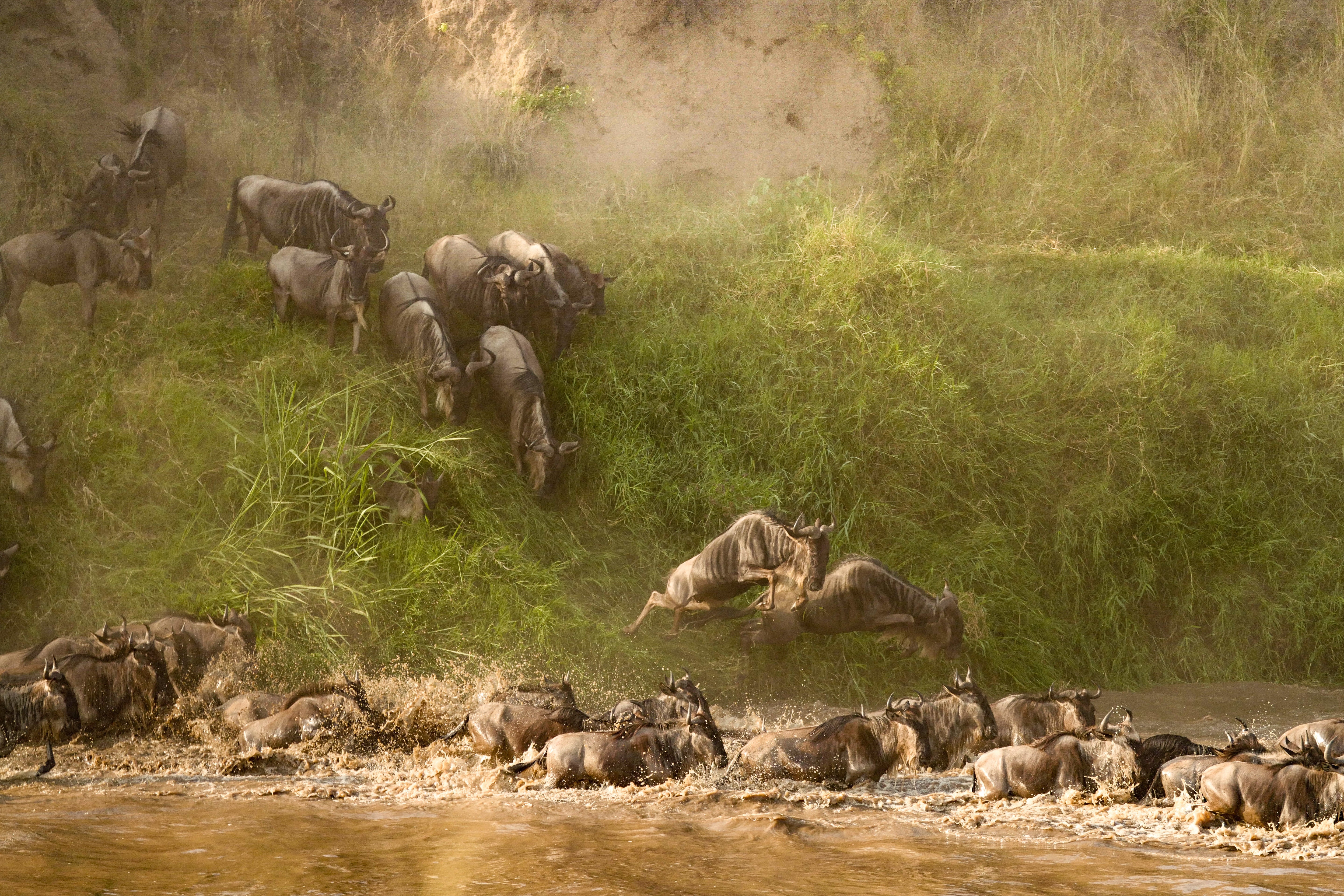 Wildebeest Climbing the Riverbank - Serengeti Migration Wildlife Photography