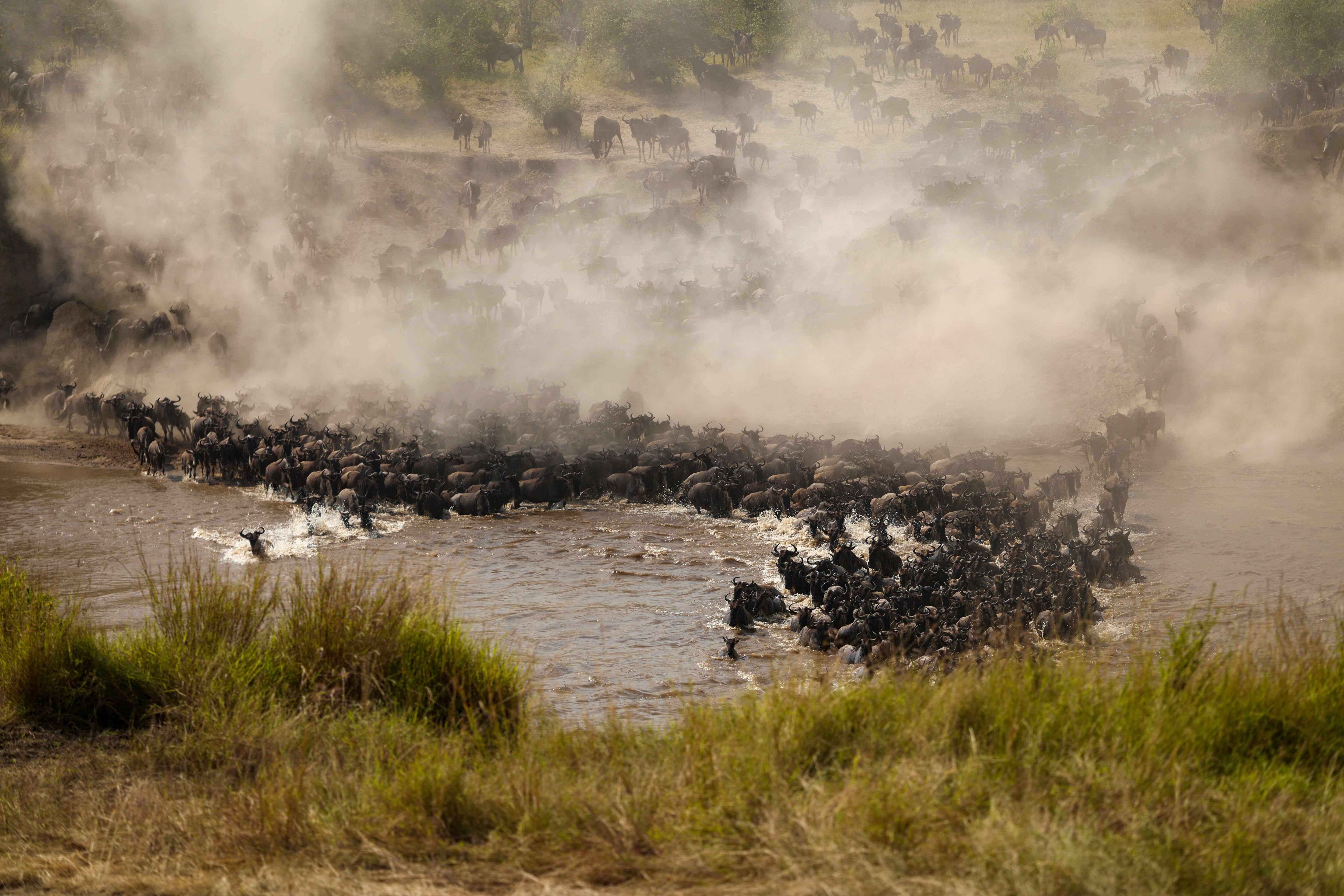 The Great Migration River Crossing - Serengeti Wildlife Photography