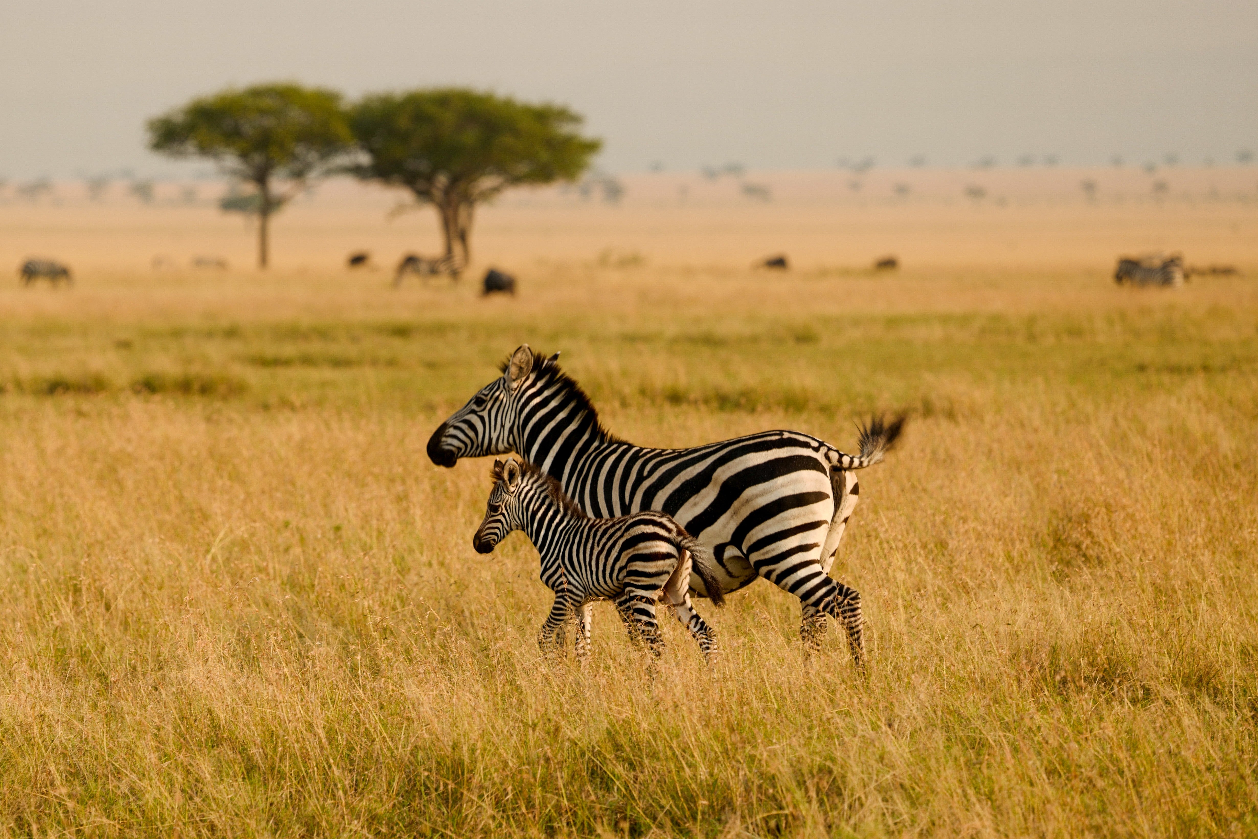 Zebra and Foal - Serengeti Golden Hour Wildlife Photography