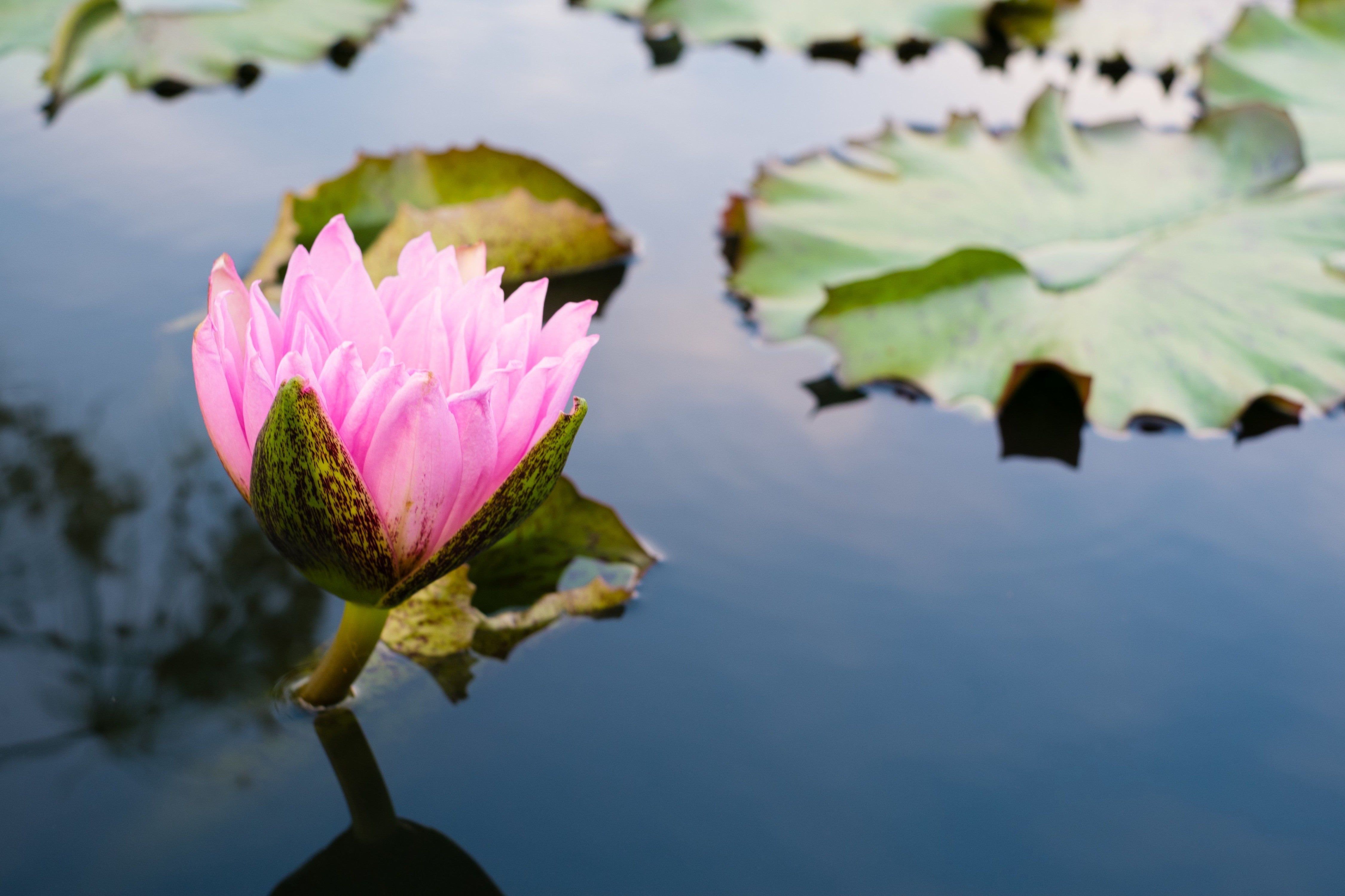 Botanical: Petals, Patterns, and the Quiet Life of Plants