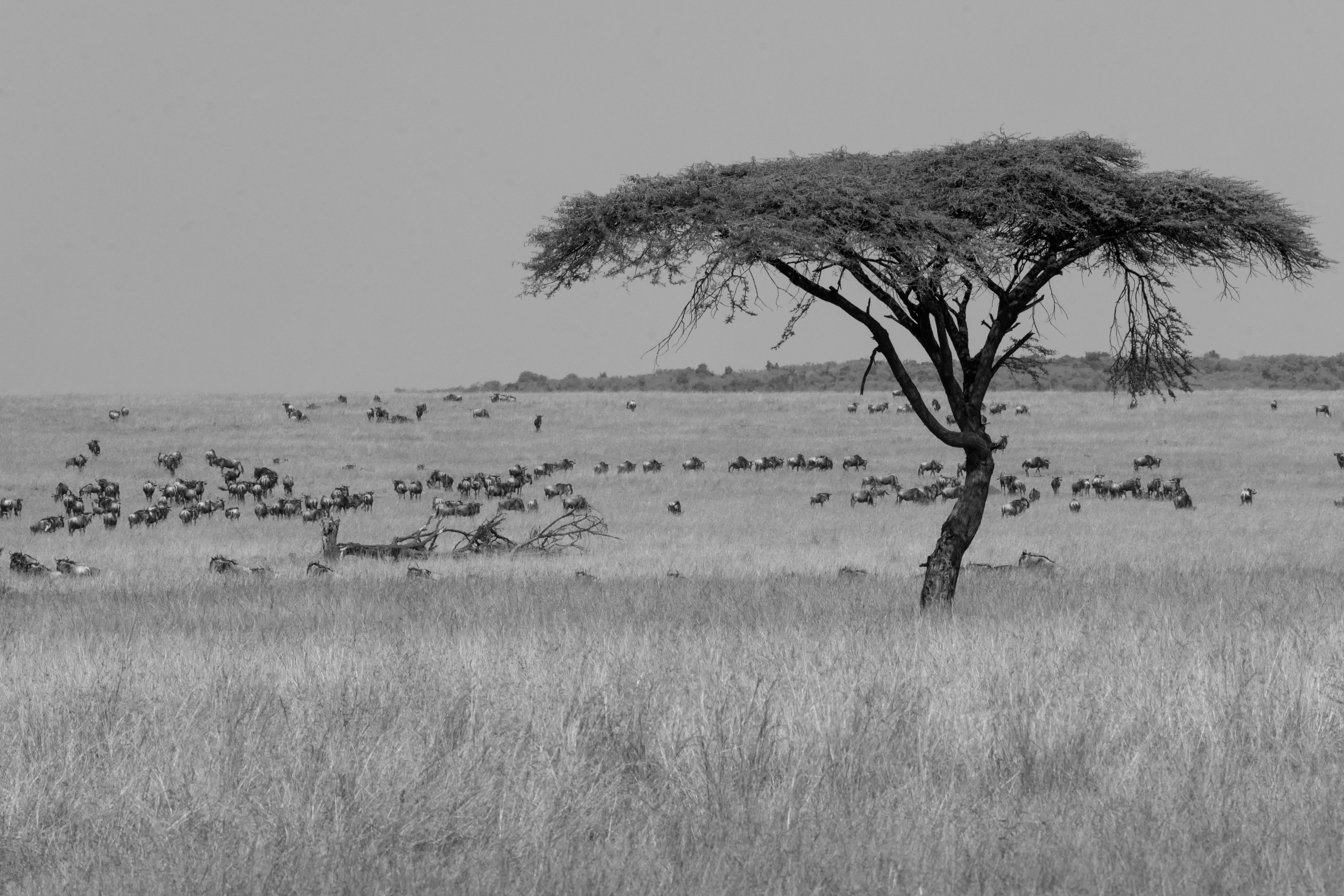 Lone Acacia and Grazing Herd - Serengeti Black and White Wildlife Photography