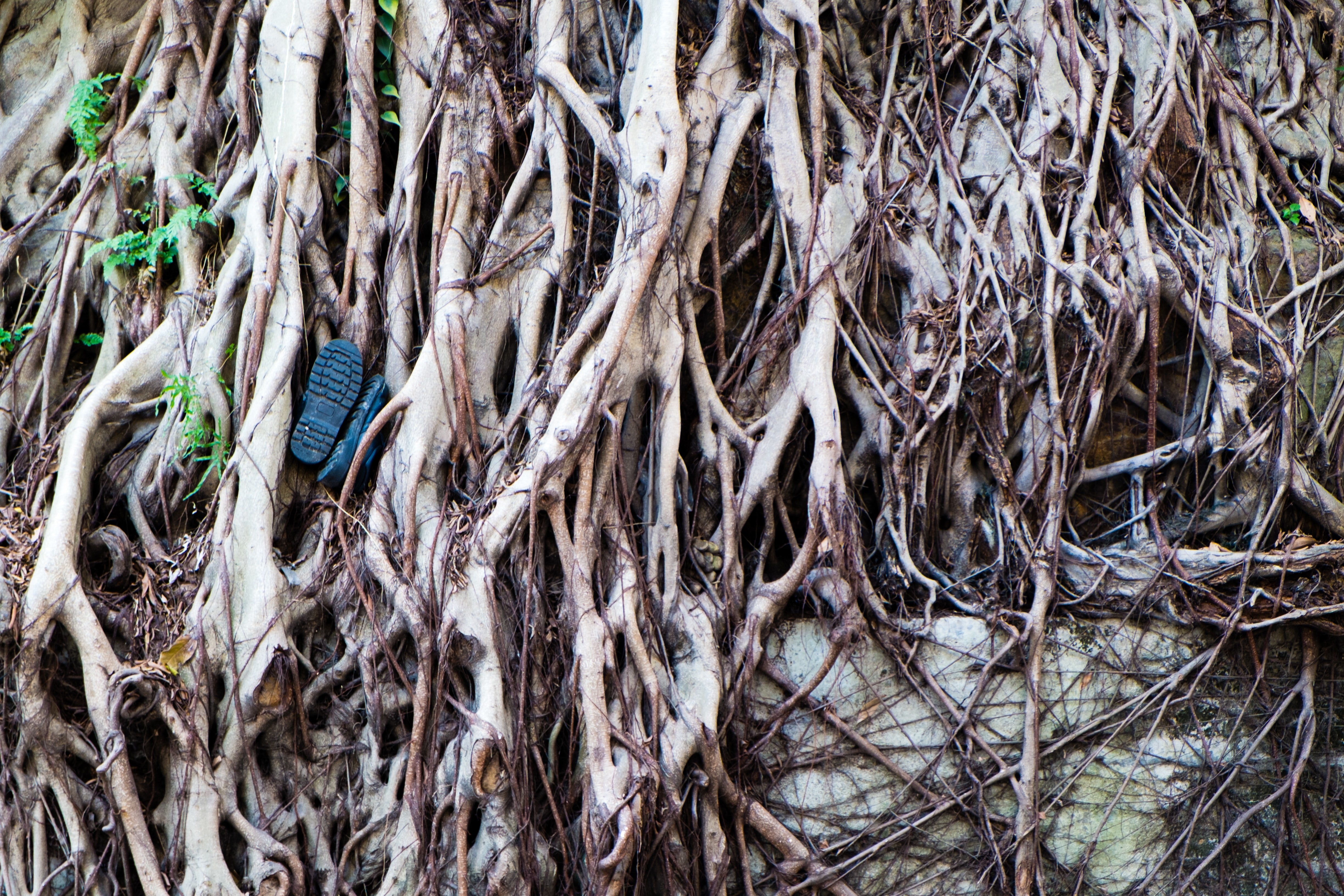 Ancient Banyan Tree Roots - Tropical Nature Photography