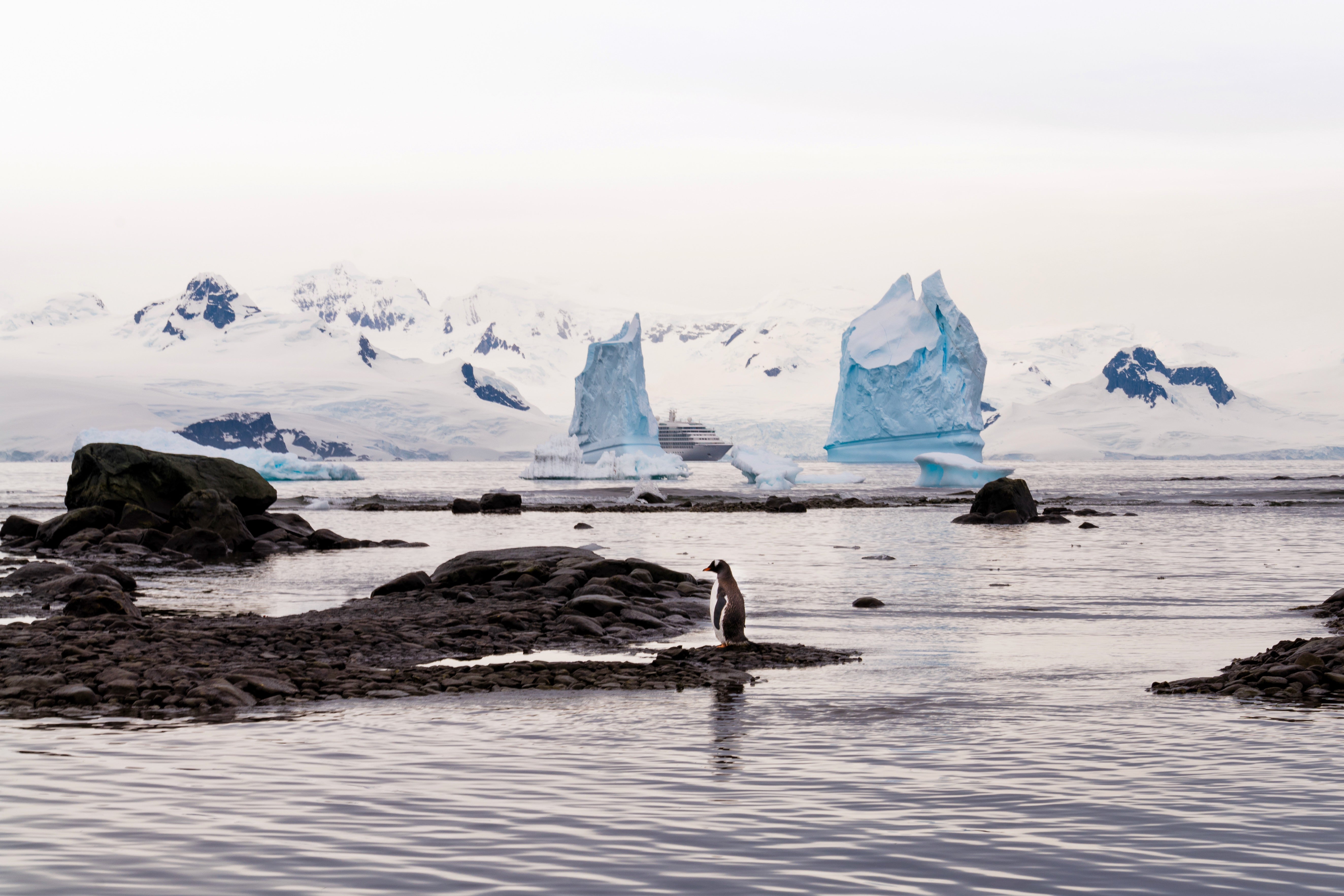Gentoo Penguin and Icebergs - Antarctica Wildlife Photography