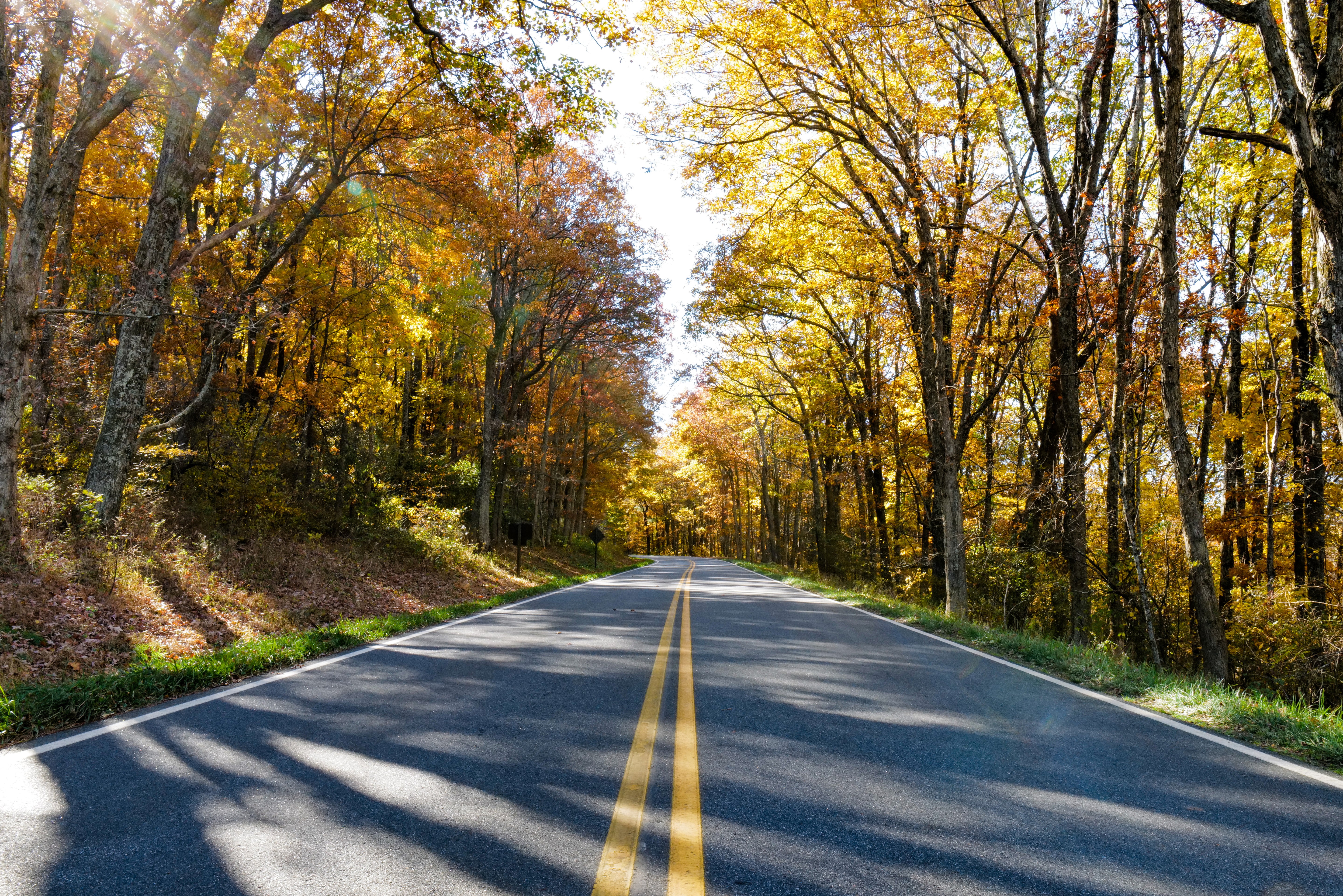 Autumn Forest Road Yellow Lines - Perspective Landscape Photography