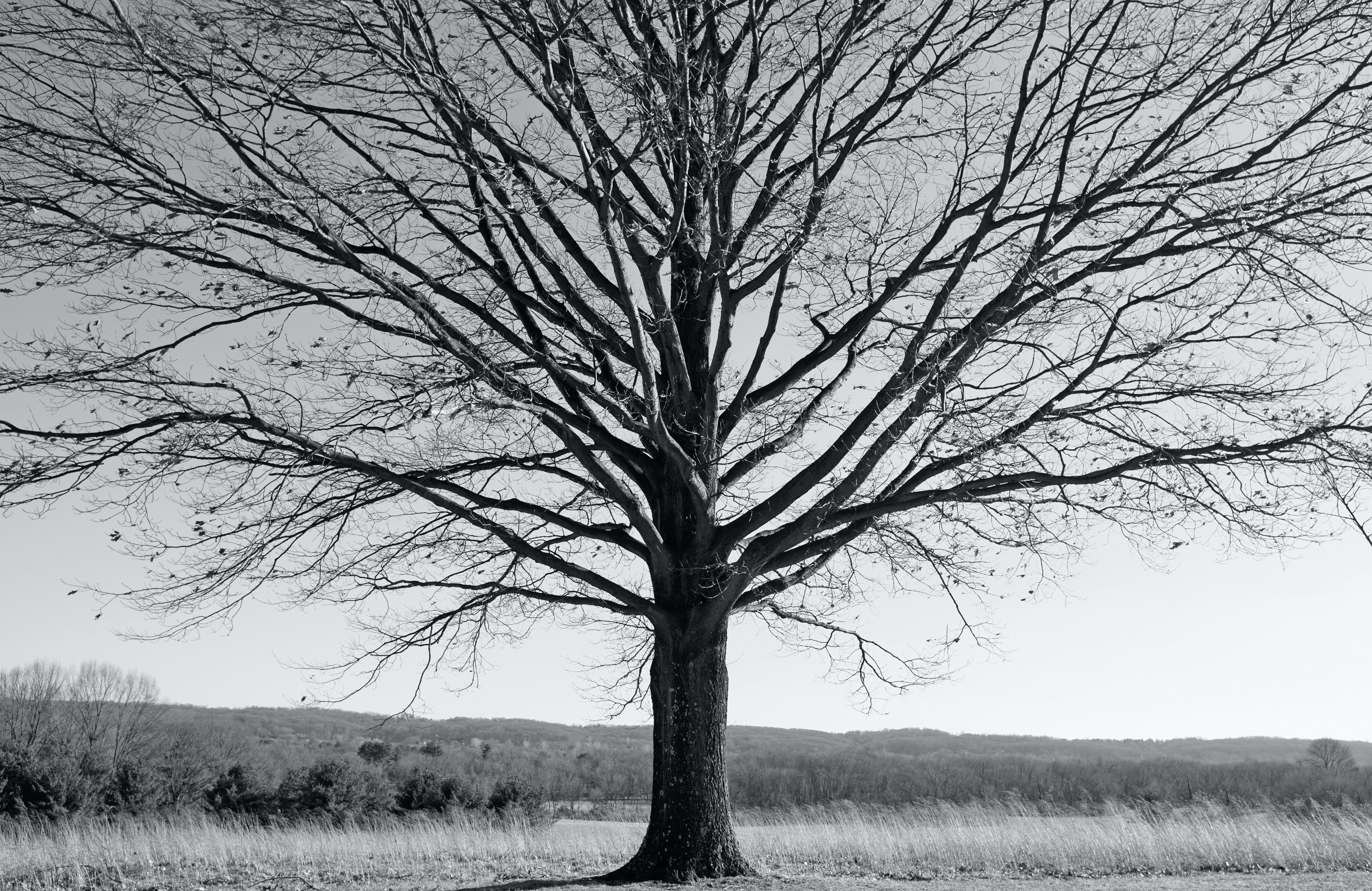 Bare Tree in Open Field - Minimalist Black and White Landscape Photography