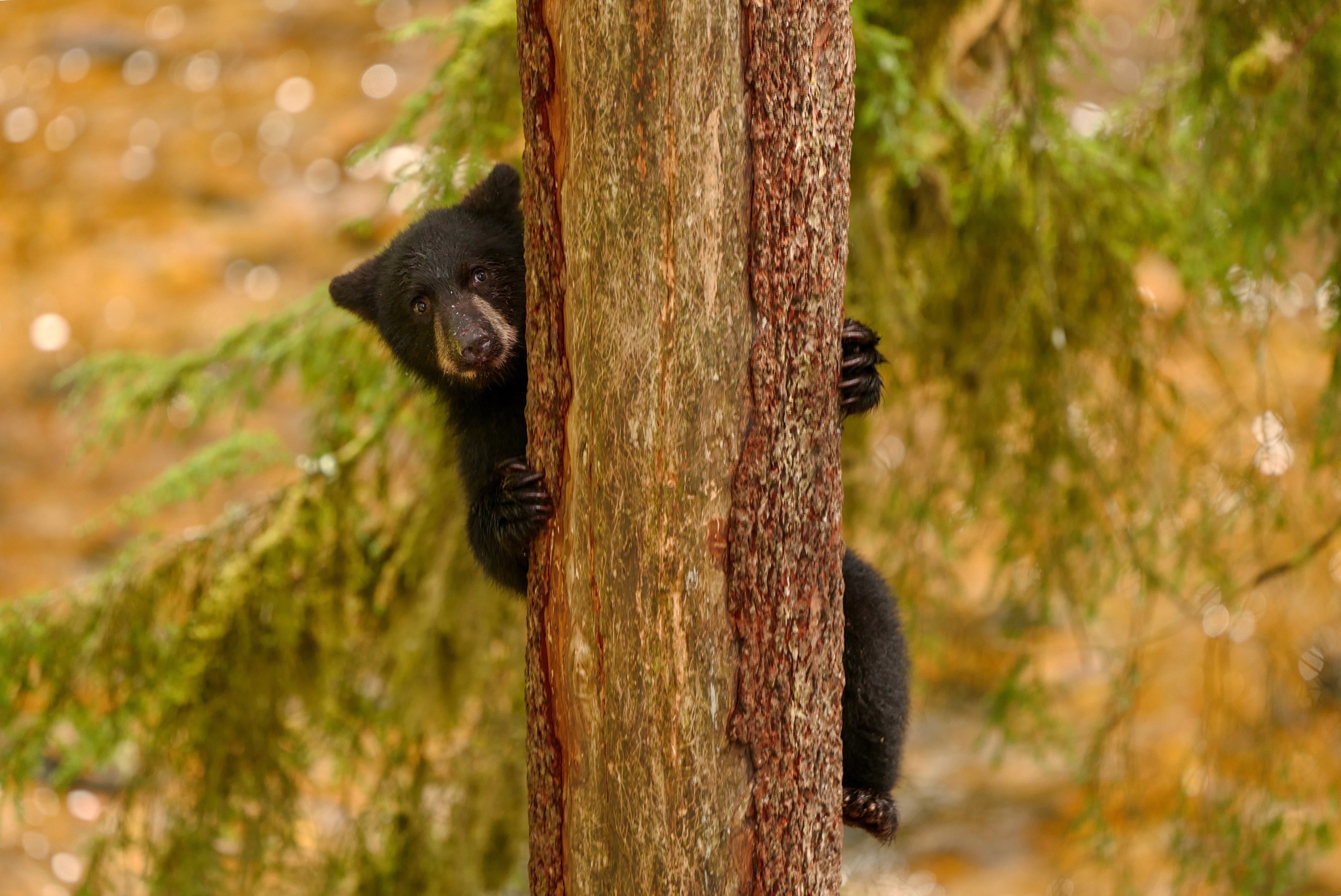 Black Bear Cub on a Tree Trunk - Wildlife Photography
