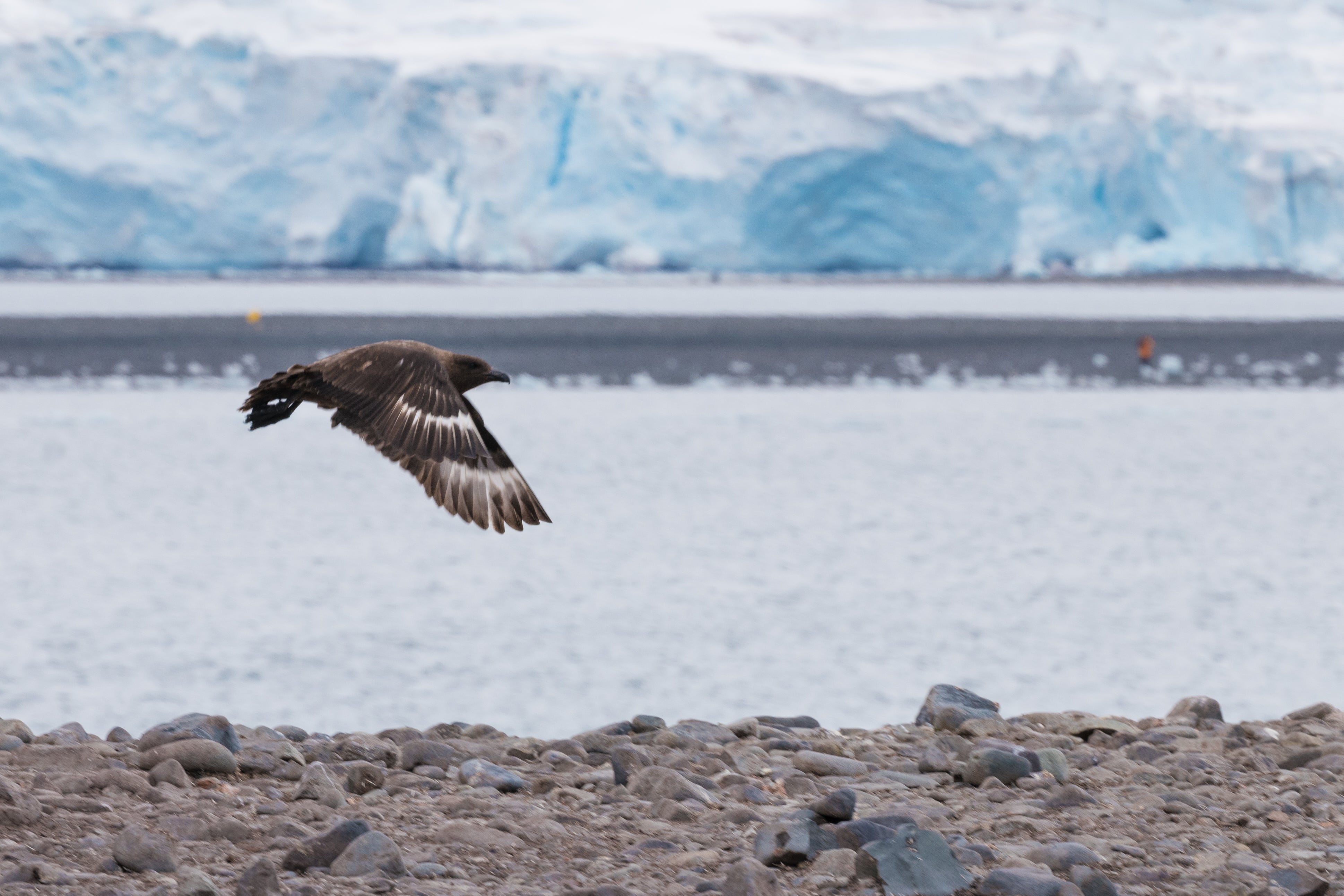 Brown Skua in Flight - Antarctic Wildlife Photography