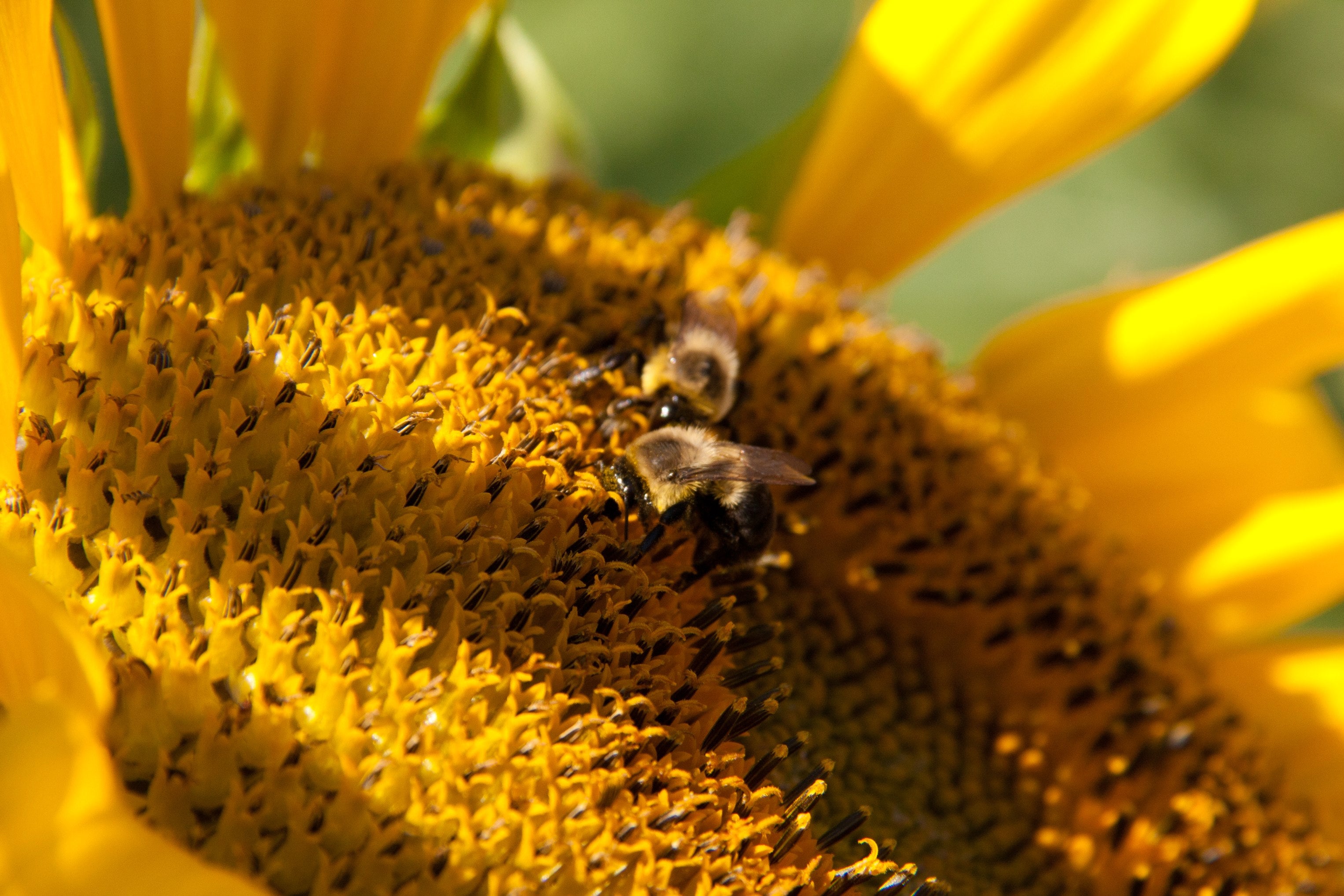 Golden Sunflower Close-Up - Summer Flower Macro Photography