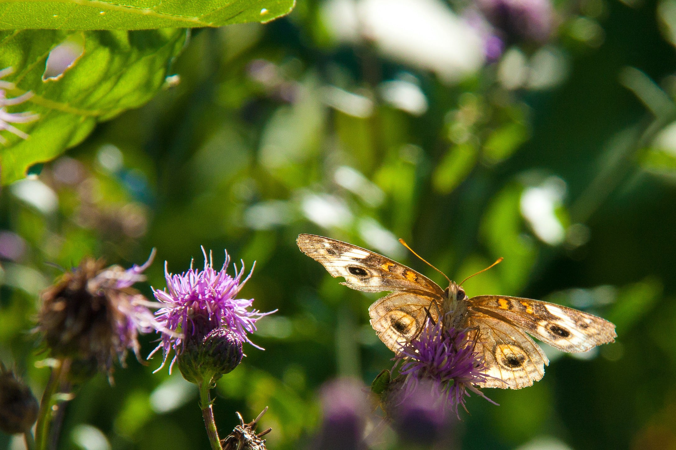 Butterfly on Purple Thistle - Macro Botanical Photography