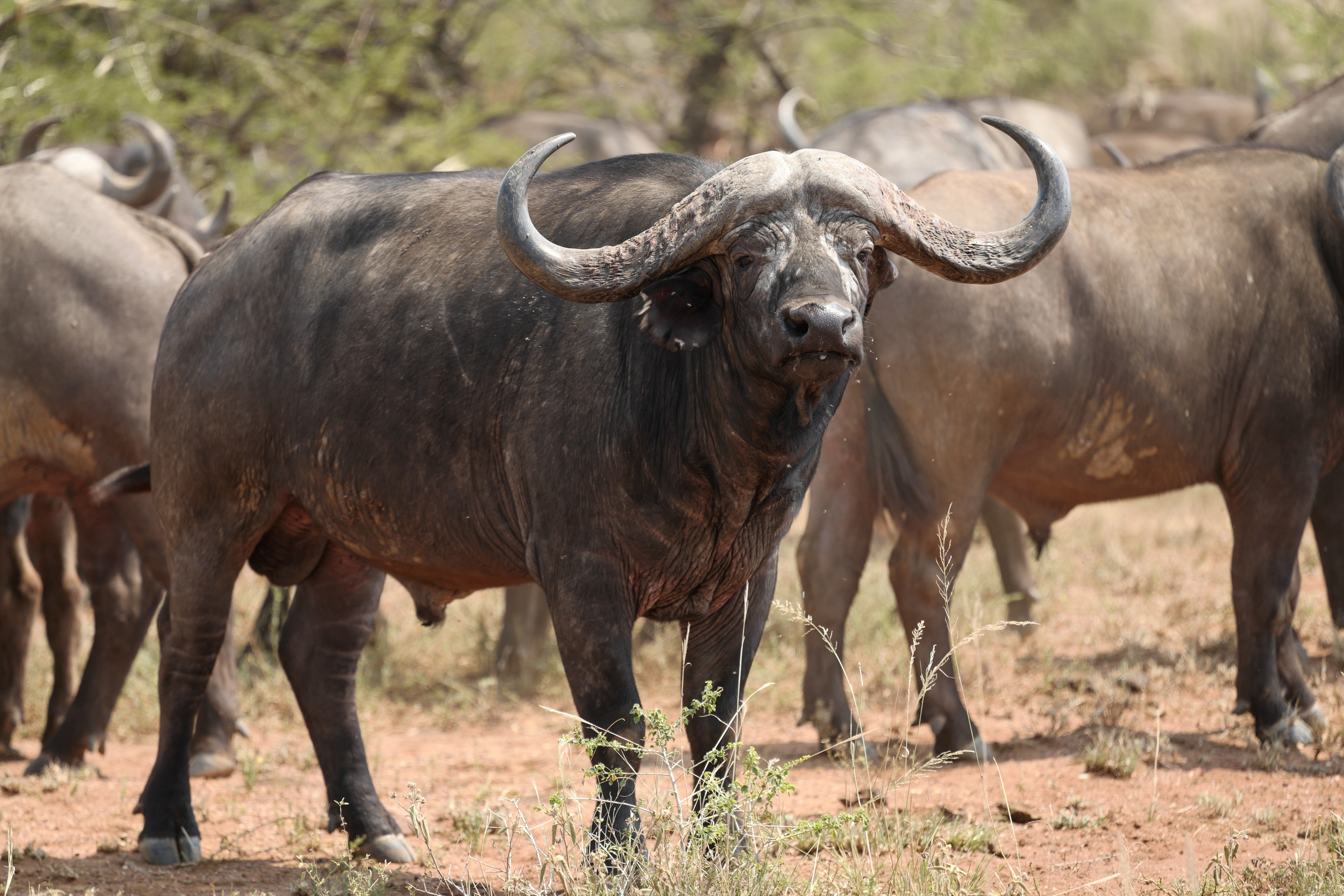 Cape Buffalo Herd - African Big Five Wildlife Photography
