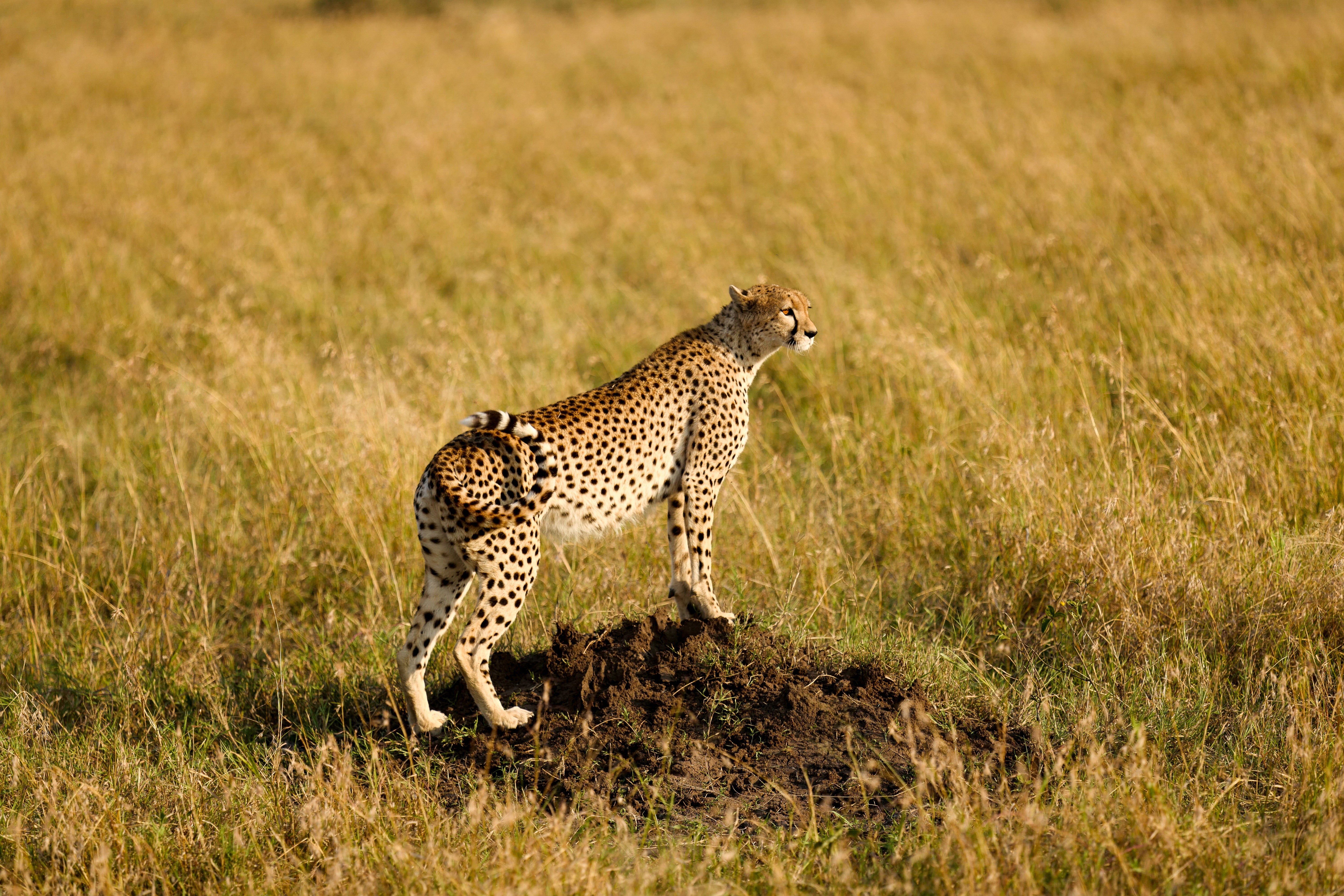 Cheetah on a Mound - Serengeti Golden Hour Wildlife Photography
