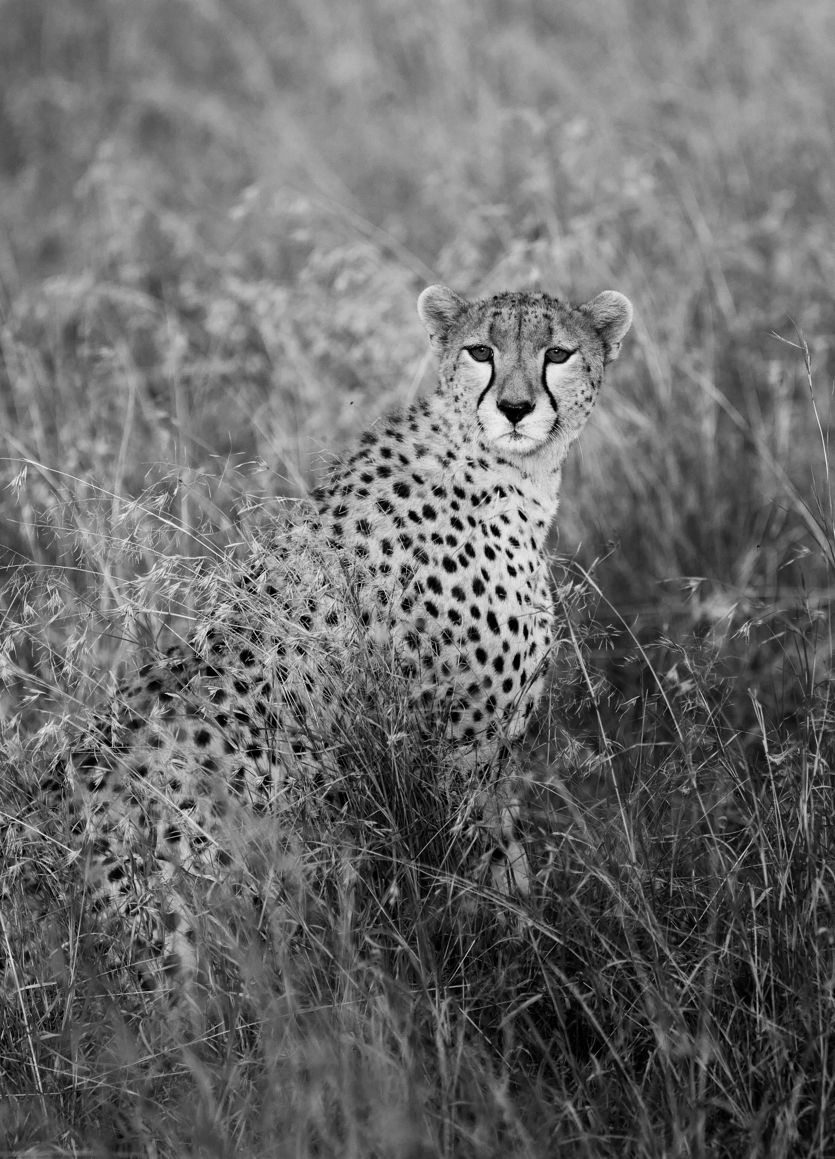 Cheetah in Tall Grass - Serengeti Black and White Wildlife Photography