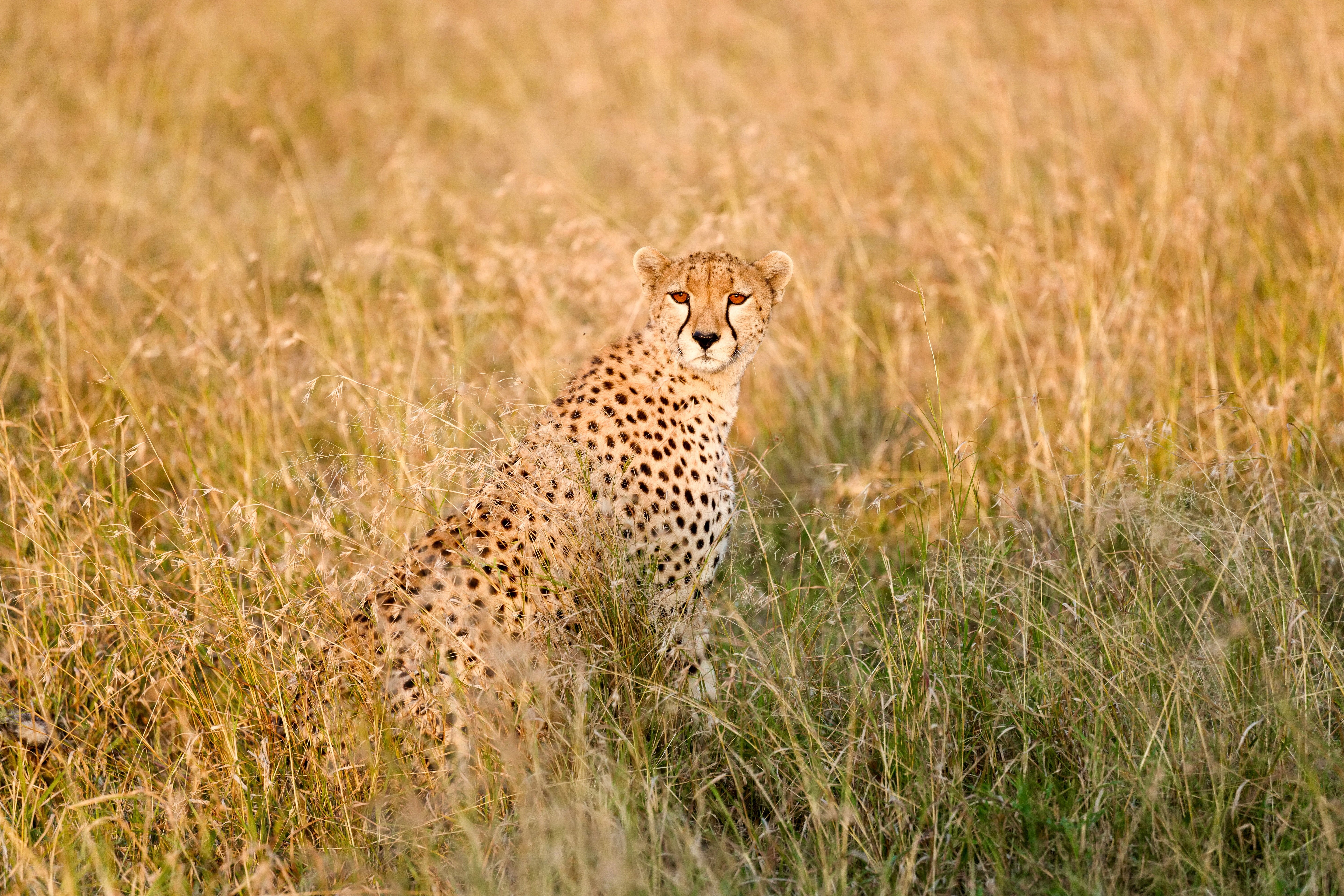 Cheetah on the Hunt - African Wildlife Action Photography
