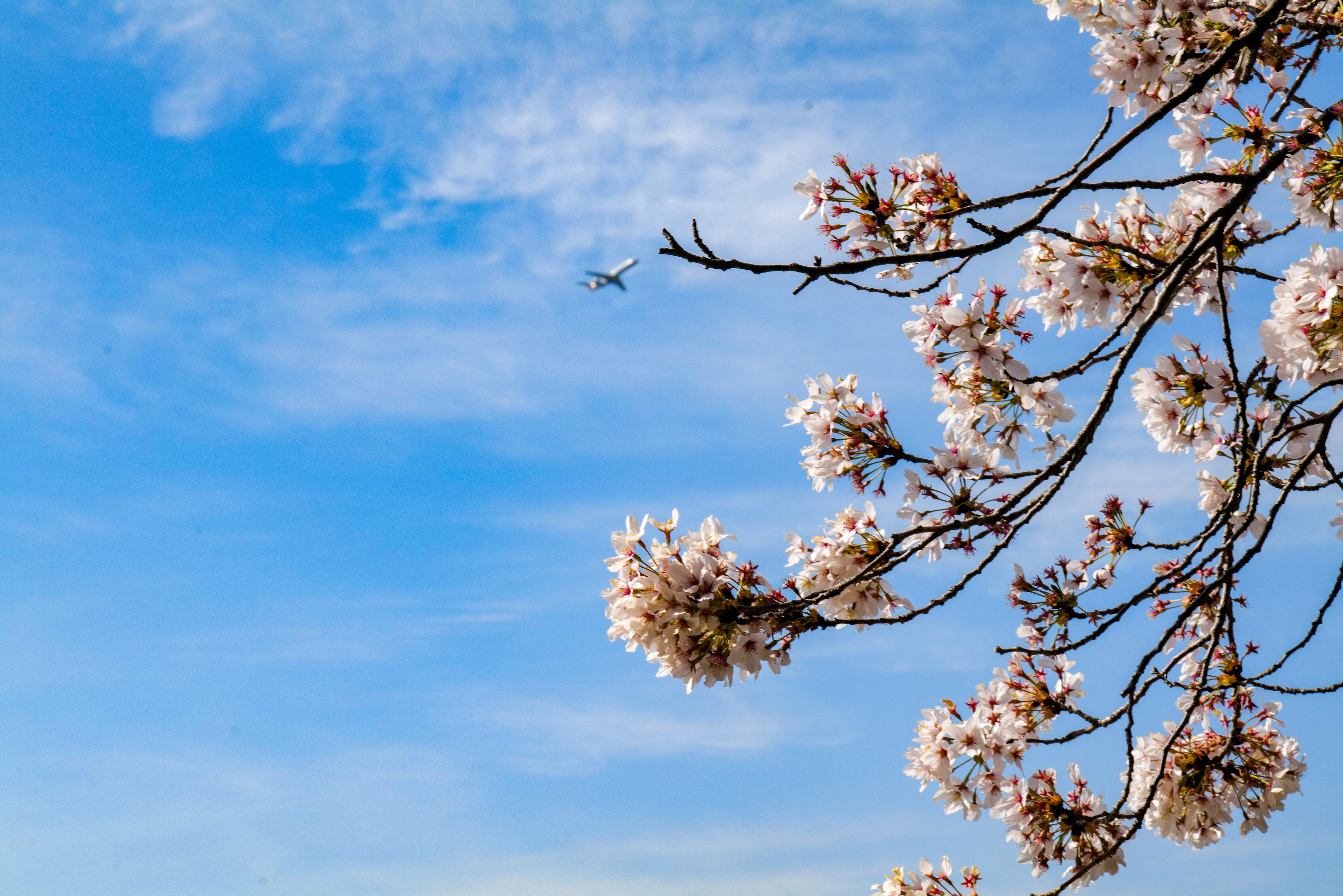 Cherry Blossoms and Airplane - Washington DC Spring Photography