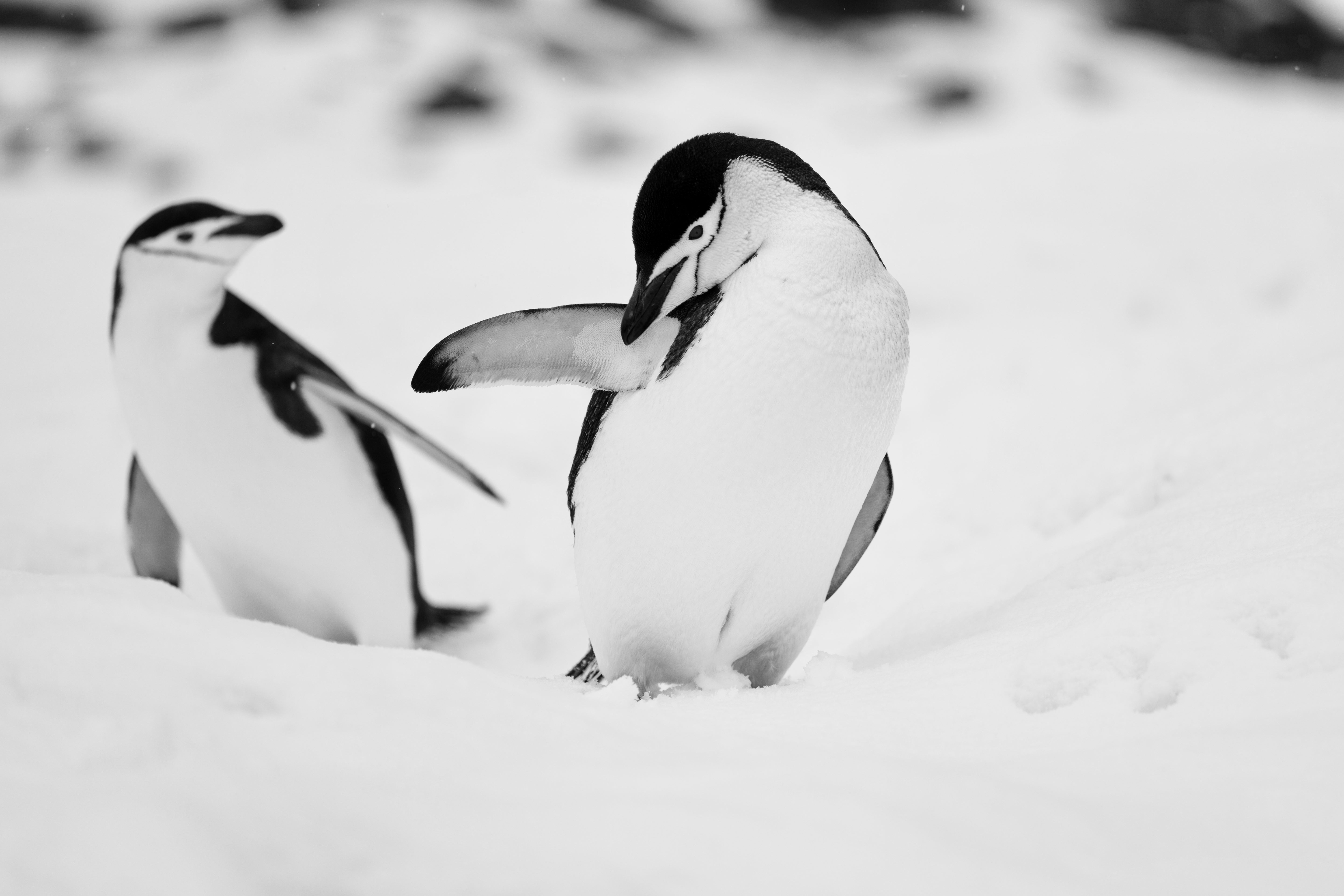 Chinstrap Penguin Pair - Antarctic Snow Monochrome Photography